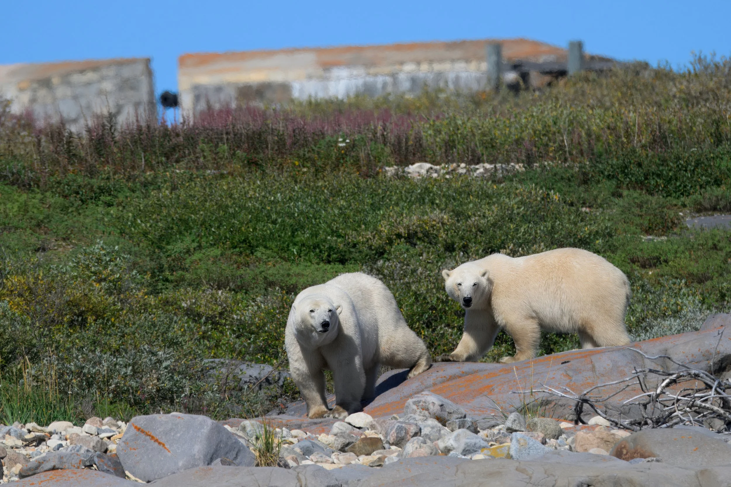 polar bears L05