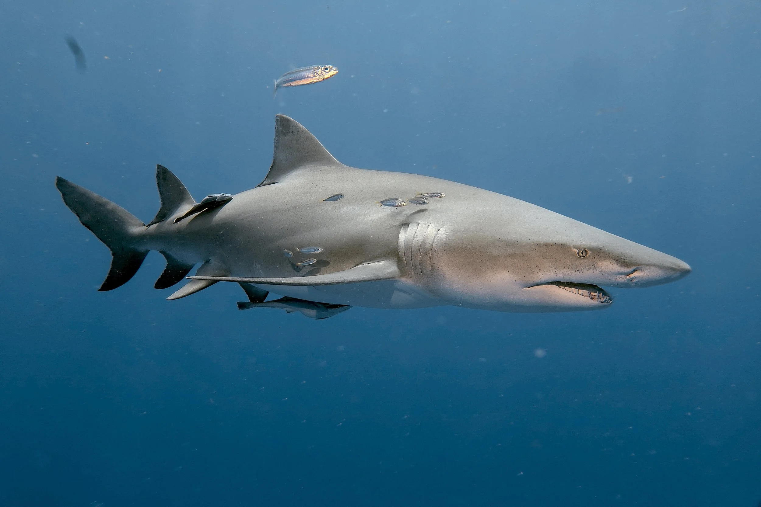 lemon shark s02
