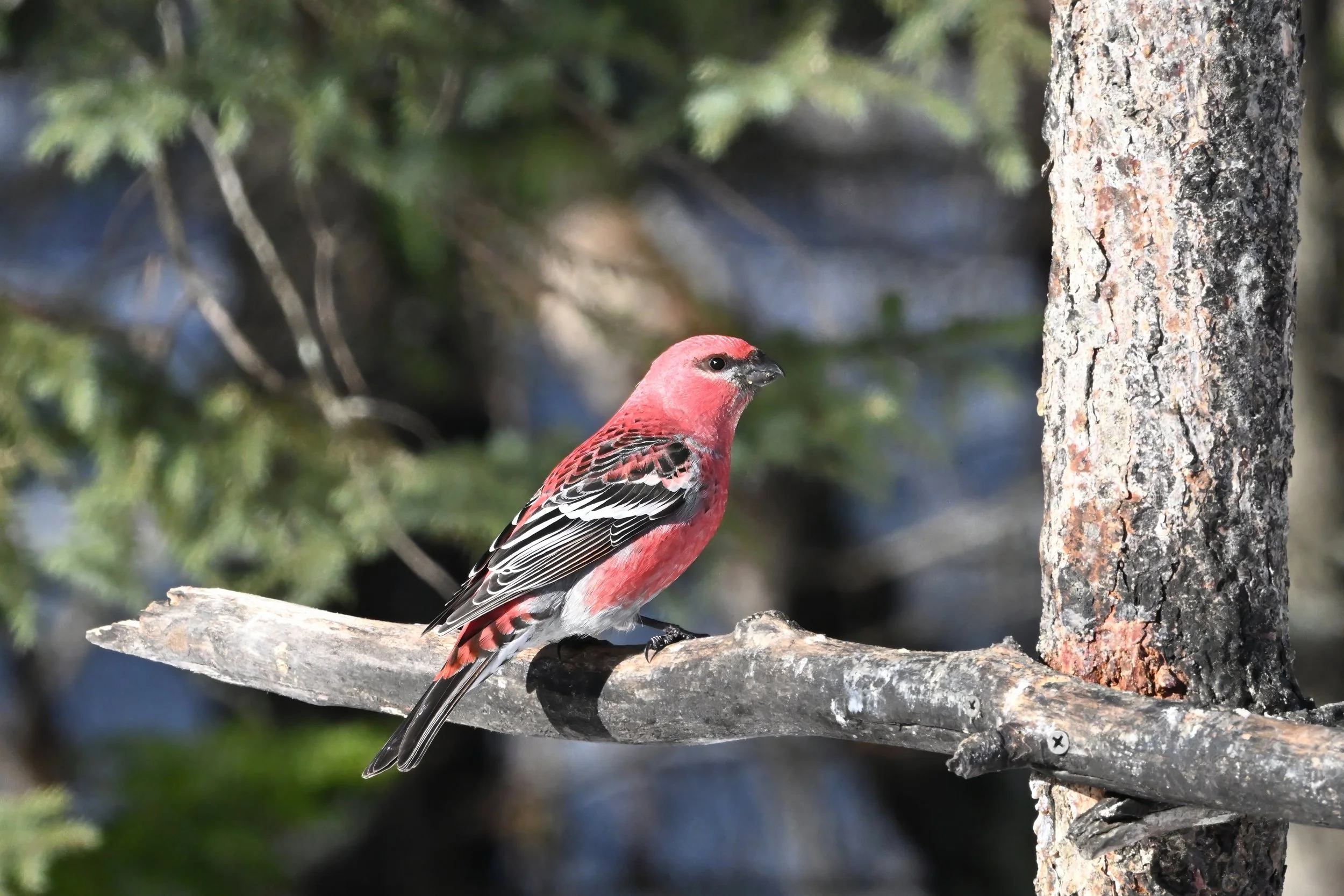 pine grosbeak A10