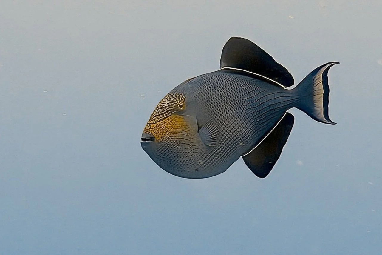 black triggerfish s01