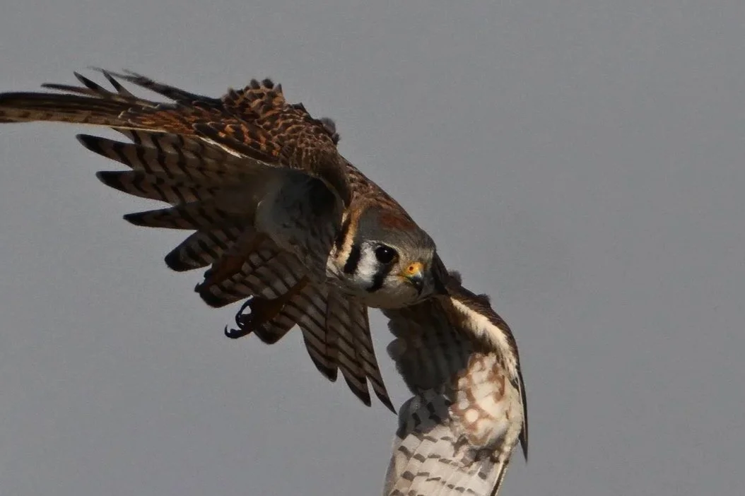 kestrel A18