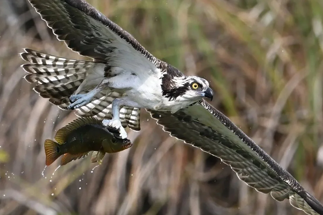 osprey A04