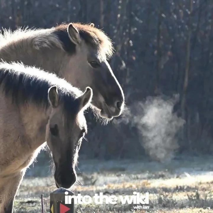 I found out there is only one species of truly wild horses left worldwide and they originate in Mongolia.  All others are feral (or semi-wild) in that they are descendants from domesticated horses.

These were from B&oslash;t&oslash; forest in Denmar