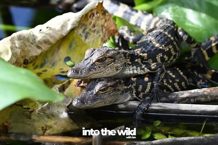 Those little ones are cute - I&rsquo;m going to give &lsquo;em that&hellip;

into the wild
with passion and a camera&hellip;
air.  sea.  land.
&mdash;-
@IntoTheWild_Air 
@IntoTheWild_Sea 
@IntoTheWild_Land 

&mdash;-
#IntoTheWildWithIan 
#WildlifePho