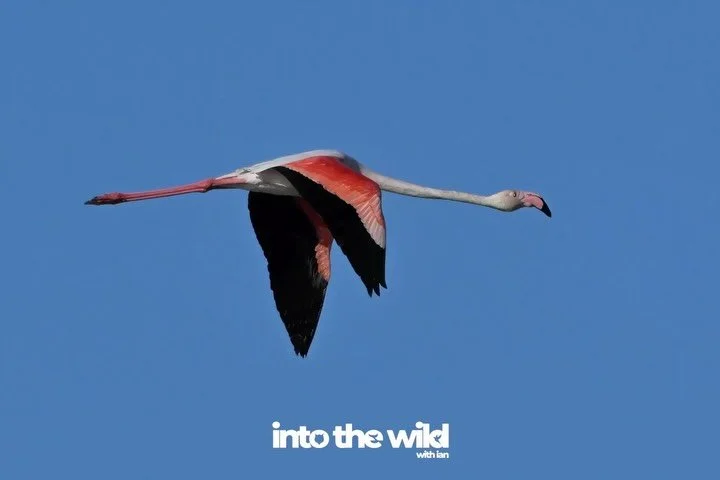 I was obsessed with the flamingos and confess to being just a tiny itty bitty sad when I learned their Spanish diet doesn&rsquo;t have enough krill / shrimp to make them bright pink!

But still nice to see them in Do&ntilde;ana national park.

into t