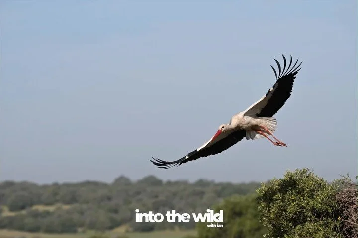 They have two kinds of stork, and they kept the names simple - white storks are easily spotted but the black ones keep things a lot more private - I did see four of them soaring high above in the northern part of Andalusia.

I was obsessed with the f