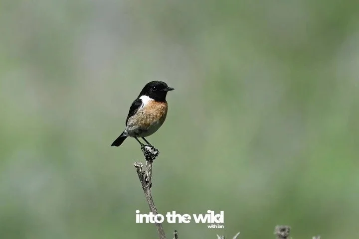 Spring migration was in full swing and we saw the earliest arrivals of orioles, whinchats and woodchat shrikes amongst others&hellip;. Songbirds galore!

into the wild
with passion and a camera&hellip;
air.  sea.  land.
&mdash;-
@IntoTheWild_Air 
@In