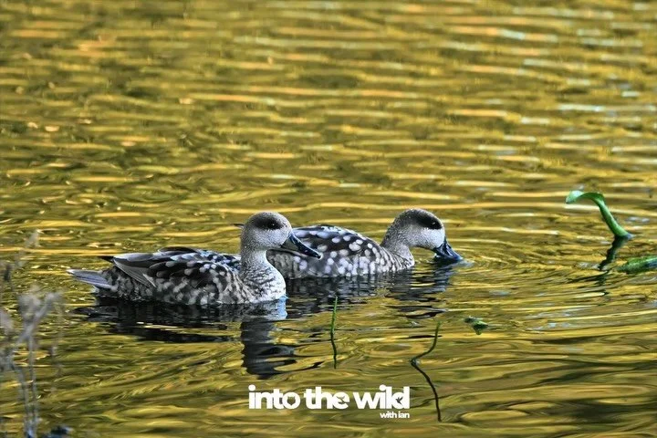 We saw the most endangered European duck (ie. marbled duck) next to the third most endangered (ie ferruginous) and then shortly after came across the second most endangered (ie the white-headed)

into the wild
with passion and a camera&hellip;
air.  