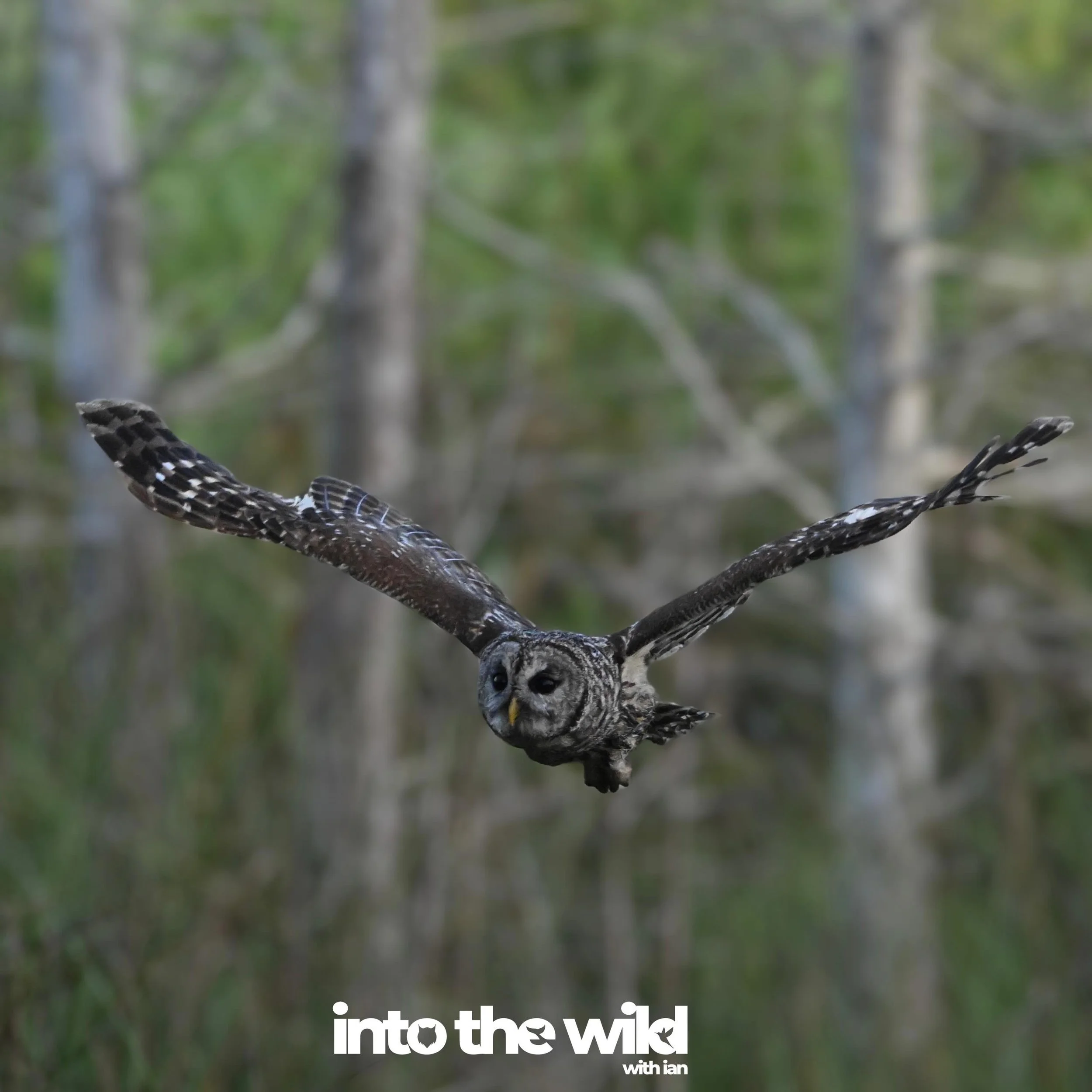 Accch if only the mosquitos weren&rsquo;t so bad in Florida during summer&hellip;

Had to reach into my archives instead &hellip;

into the wild
with passion and a camera&hellip;
air.  sea.  land.
&mdash;-
@IntoTheWild_Air 
@IntoTheWild_Sea 
@IntoThe