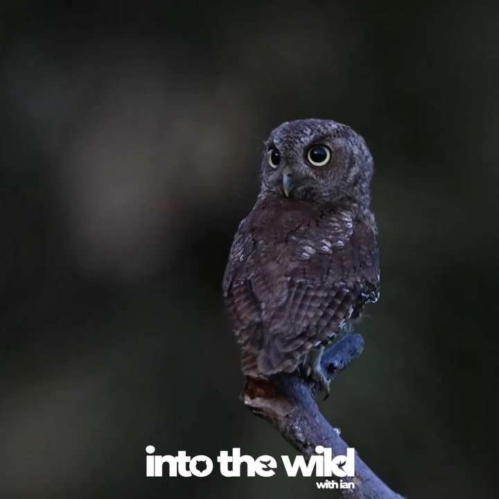 Finally! After a long drought of Screech Owls, with a little help from some friends (ok, ok - a LOT of help! Ty to Mr Rich @richsanchezphotography ) I finally connected with some screech owls

And then as luck would have, the very next morning I disc