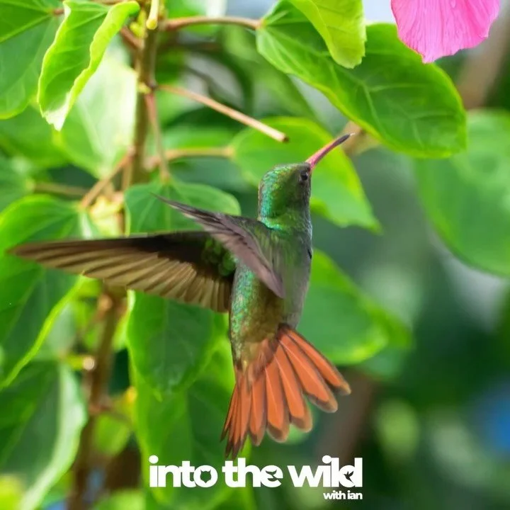While visiting Bocas del Toro to learn Spanish, i finally sat down on the balcony that overlooked a few bushes that were flowering and quickly my list of birds filled up - so on my last day I sat down with my camera. Two hummingbirds came over, had f