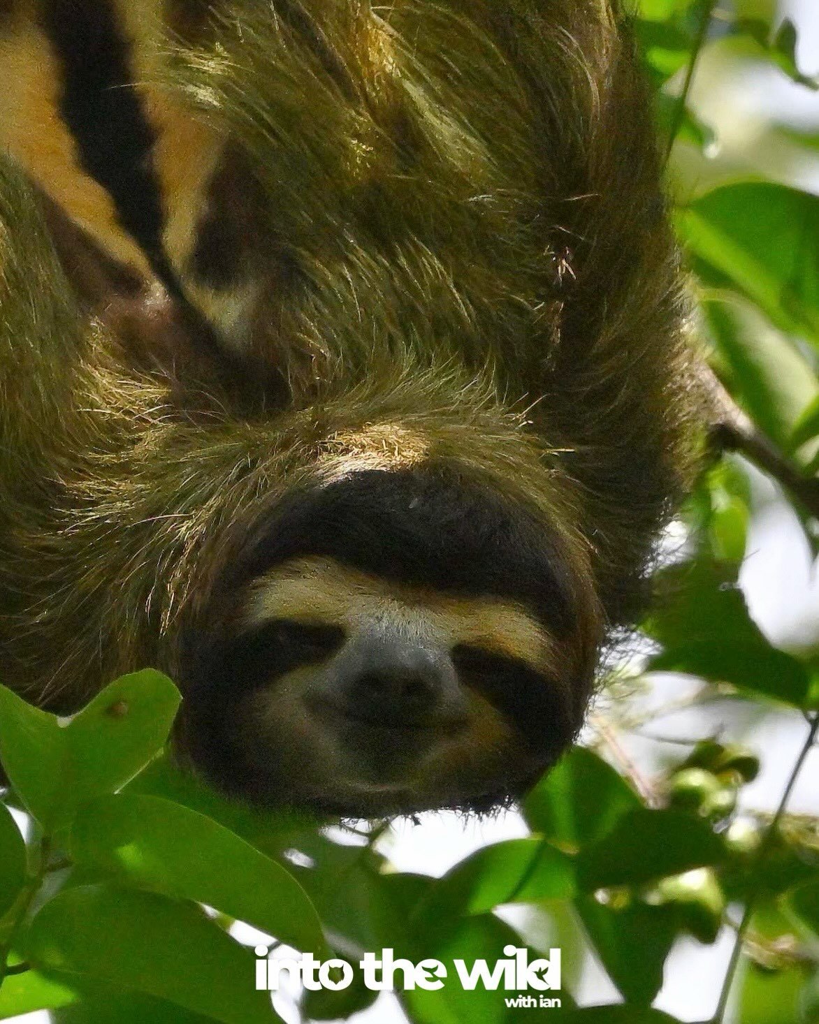 Sloths usually hang high up in the canopy, and when you do see them, they are often curled up into a little ball.

But these two even looked right at me as if they approved of me taking their pics 

Thanks to @birdguide_  for taking me to Snyder call