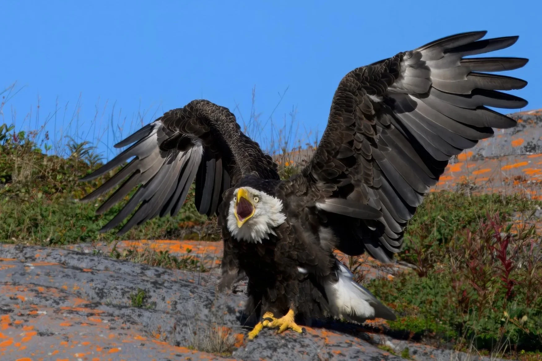 bald eagle A09