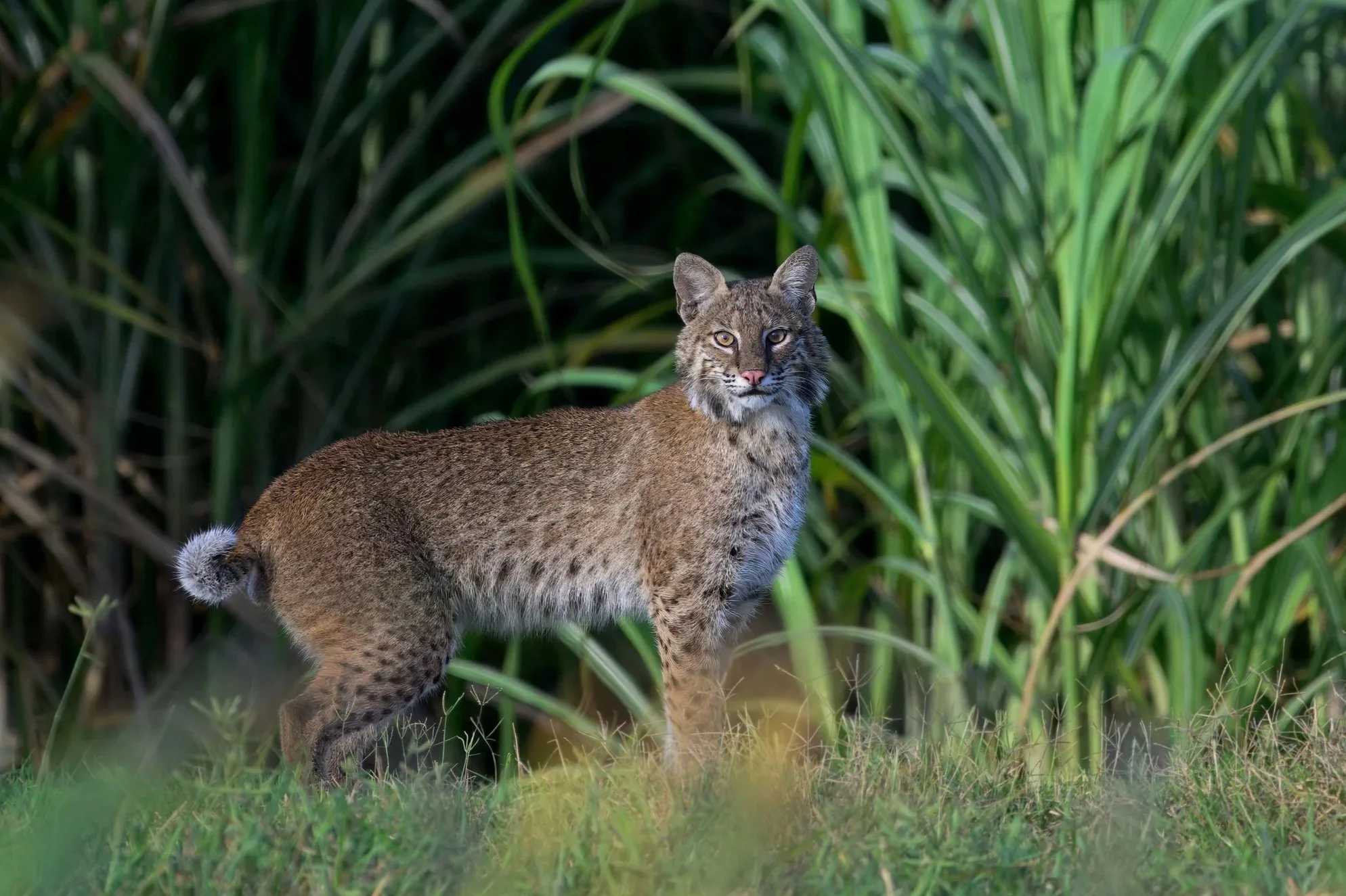 bobcat L06
