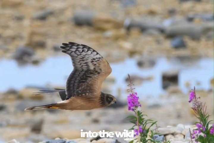 While most folks in our group were there for the Belugas and Bears, the Birds were pretty on point during our stay in Churchill, Manitoba also.

There were the usual two factions of &ldquo;I wish I could get excited about birds&rdquo; group and the &