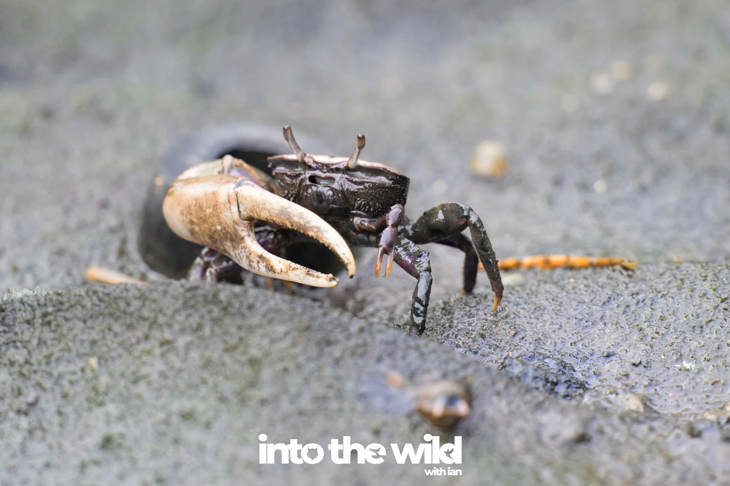 I was wandering the streets near the airport at Bocas del Toro and noticed movement on the ground near the water and mangroves&hellip;

I looked closer, and these crabs were scurrying about every which way 

&mdash; 
into the wild
with passion and a 