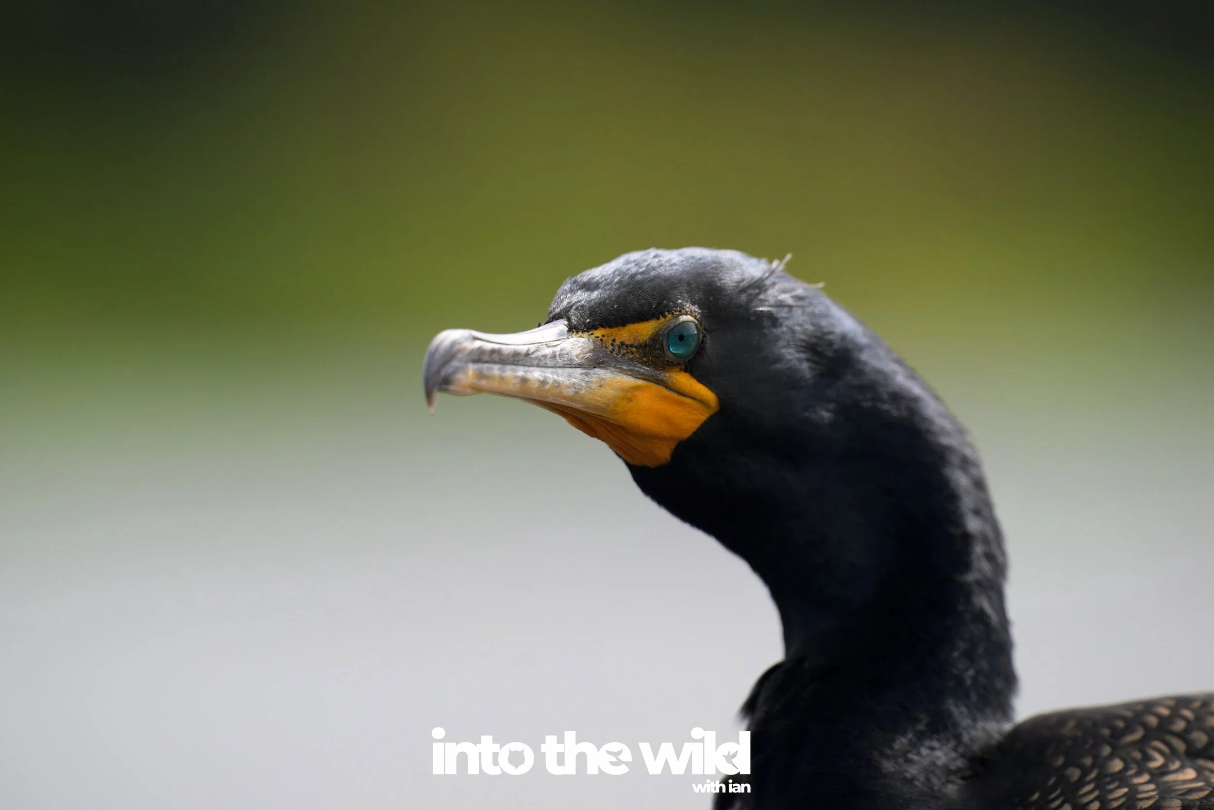 &mdash;&mdash;
into the wild
with passion and a camera&hellip;
air.  sea.  land.
&mdash;&mdash;
@IntoTheWild_Air 
@IntoTheWild_Sea 
@IntoTheWild_Land 
&mdash;&mdash;
#IntoTheWildWithIan 
#WildlifePhotography
#AnimalPhotography
#Wildlife
#NikonZ8