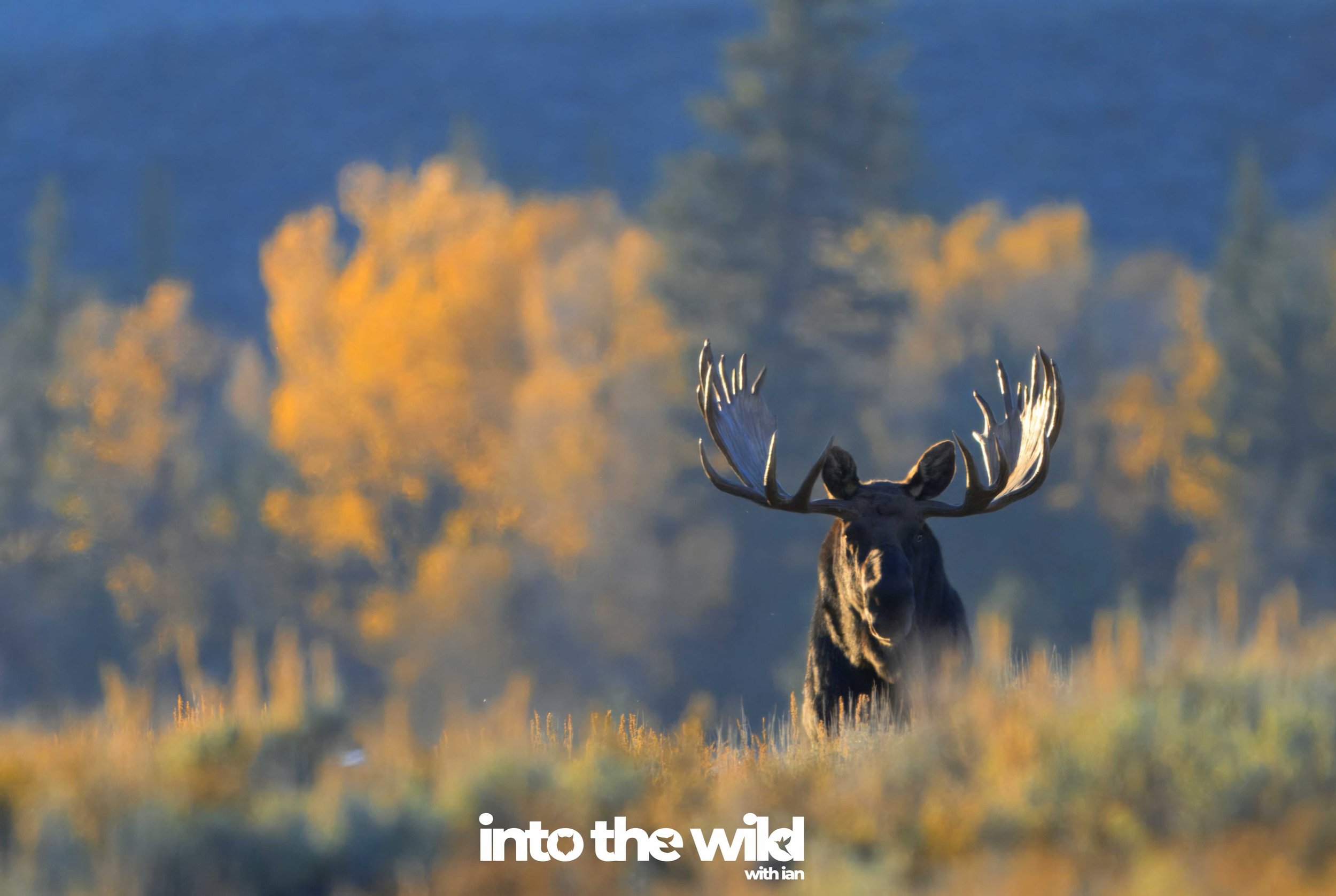 Within 30 minutes of leaving the airport, I had already run into 4 moose.  The next day yielded another 10.

I&rsquo;ve lost count - Grand Teton NP is definitely moose central in October.

&mdash;&mdash;
into the wild
with passion and a camera&hellip