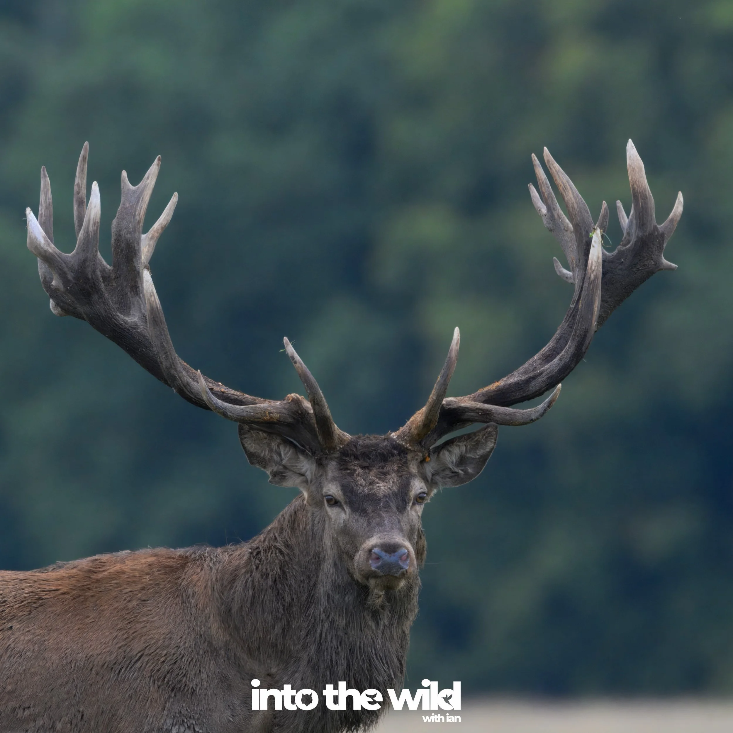 J&aelig;gersborg Dyrehave just outside Copenhagen in Denmark is a UNESCO world heritage site - and the red deer were in their rutting mode. 

Lots of bellowing and noises!

&mdash;&mdash;
into the wild
with passion and a camera&hellip;
air.  sea.  la