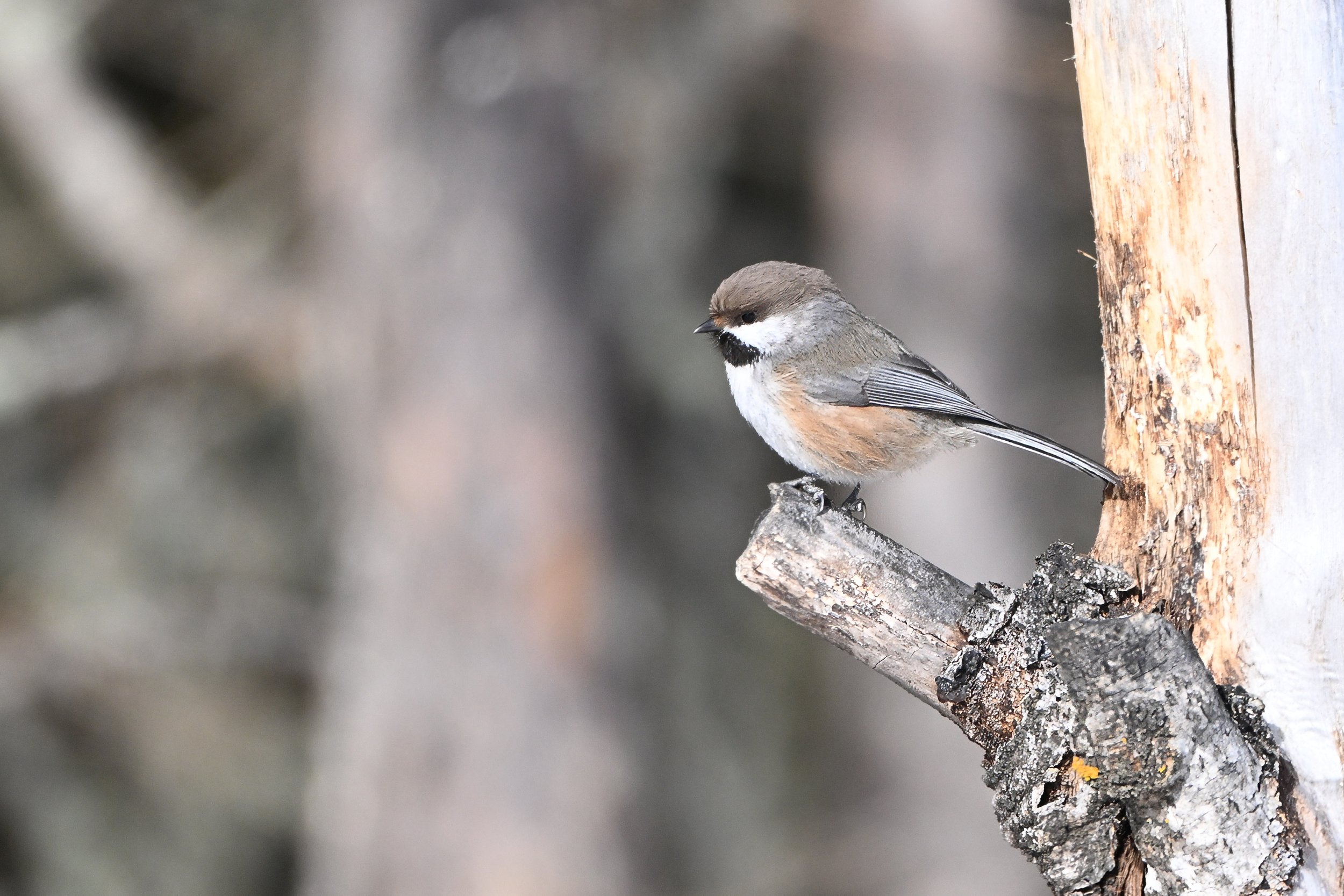boreal chickadee A05