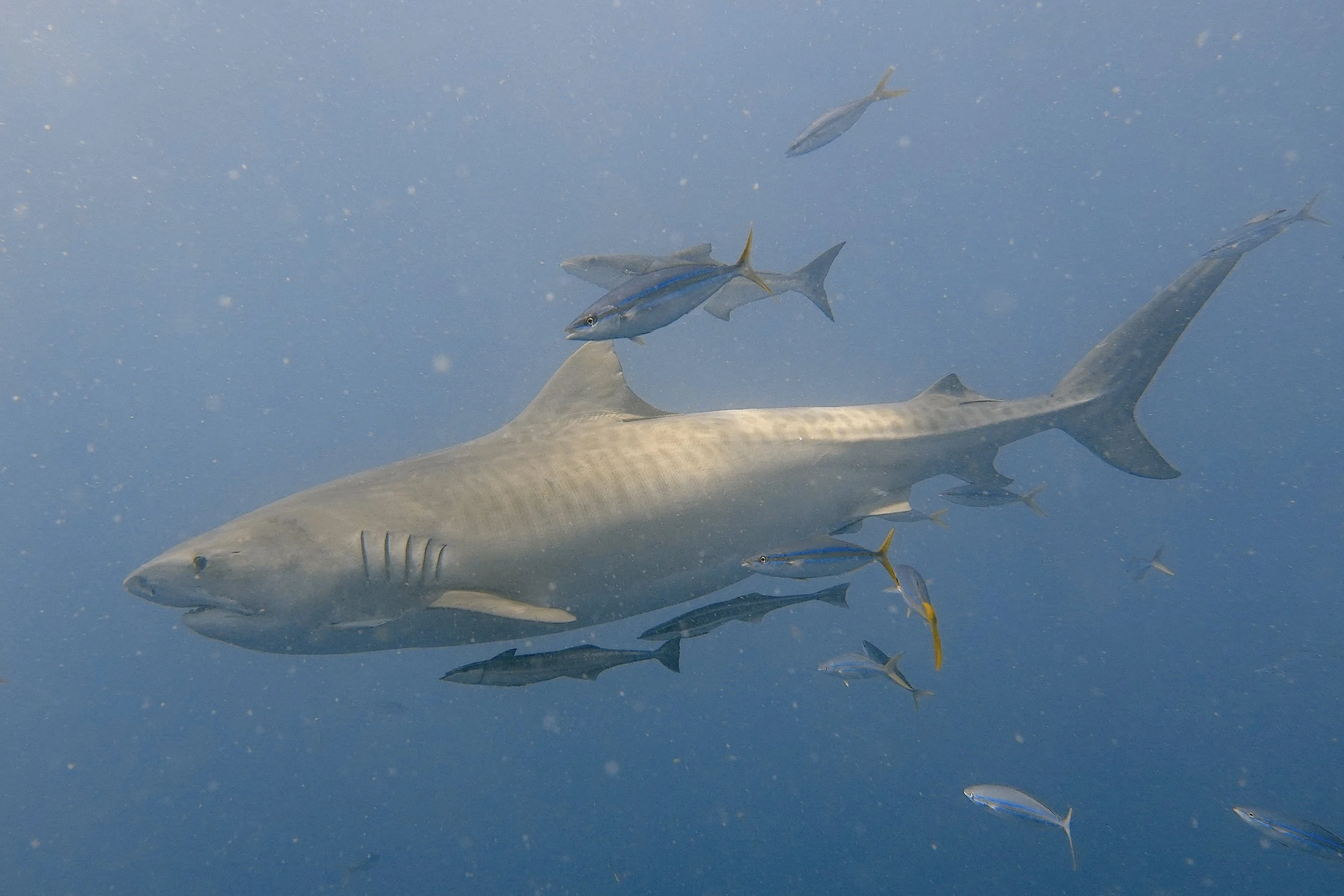 tiger shark s10