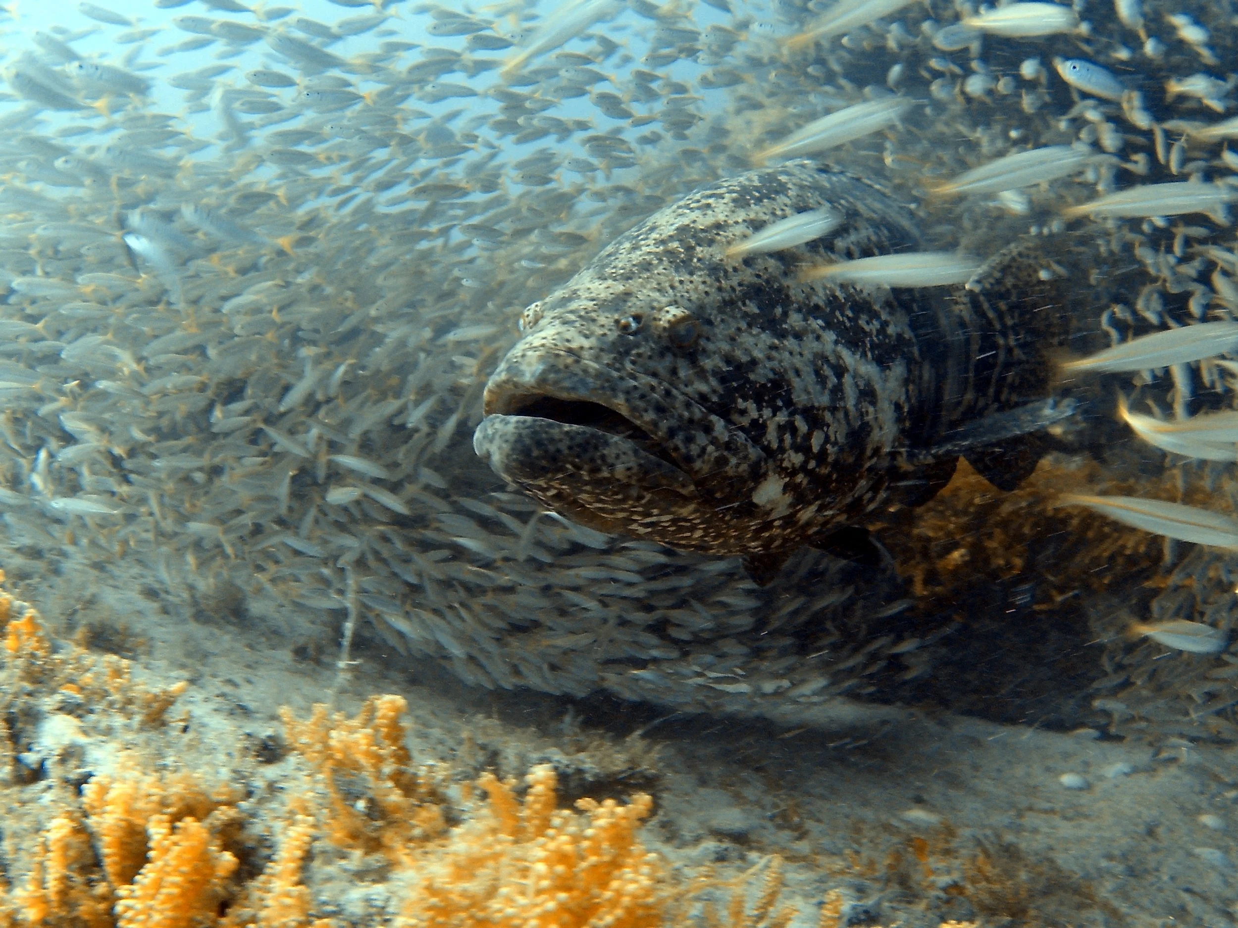 goliath grouper s04