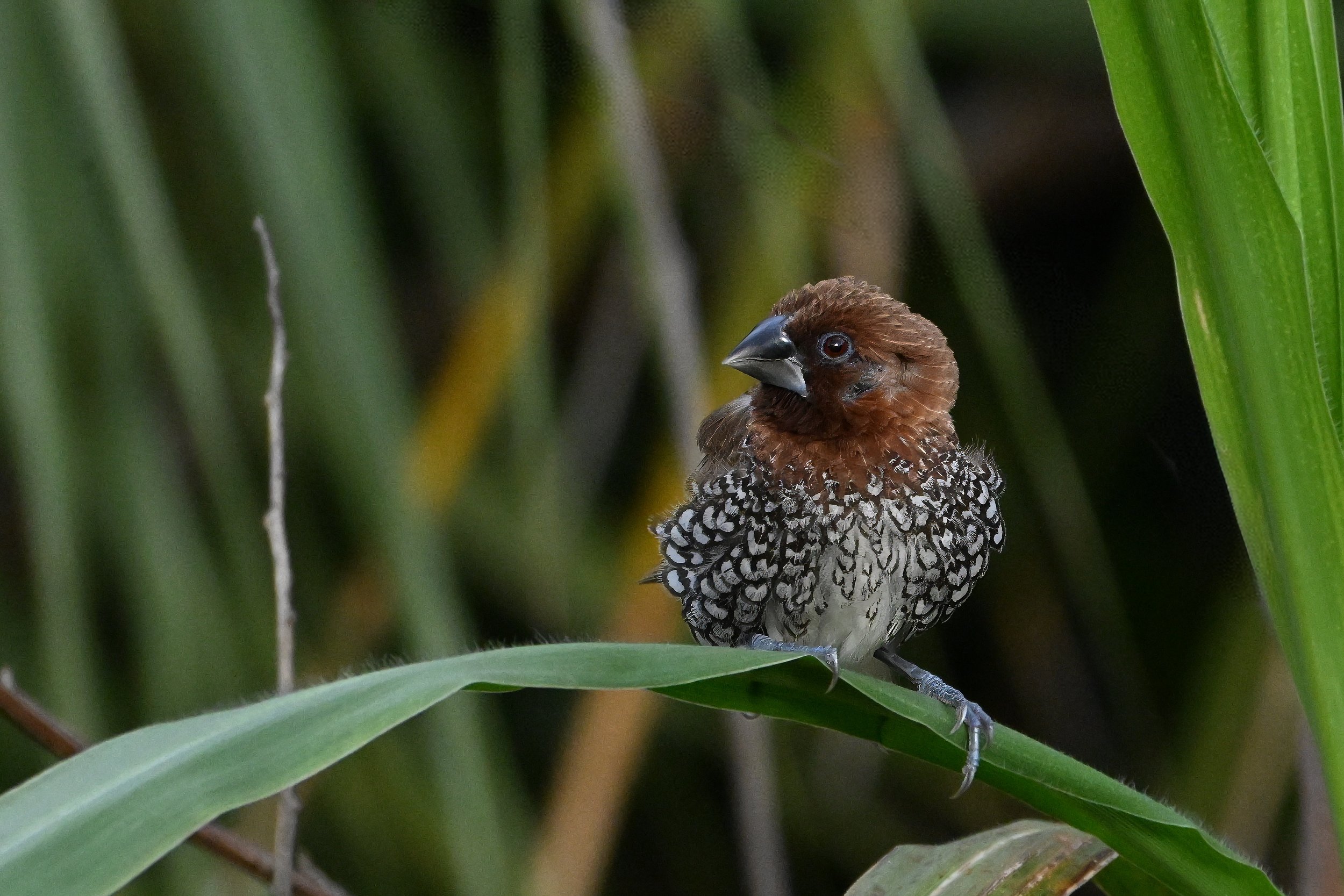 munia A17