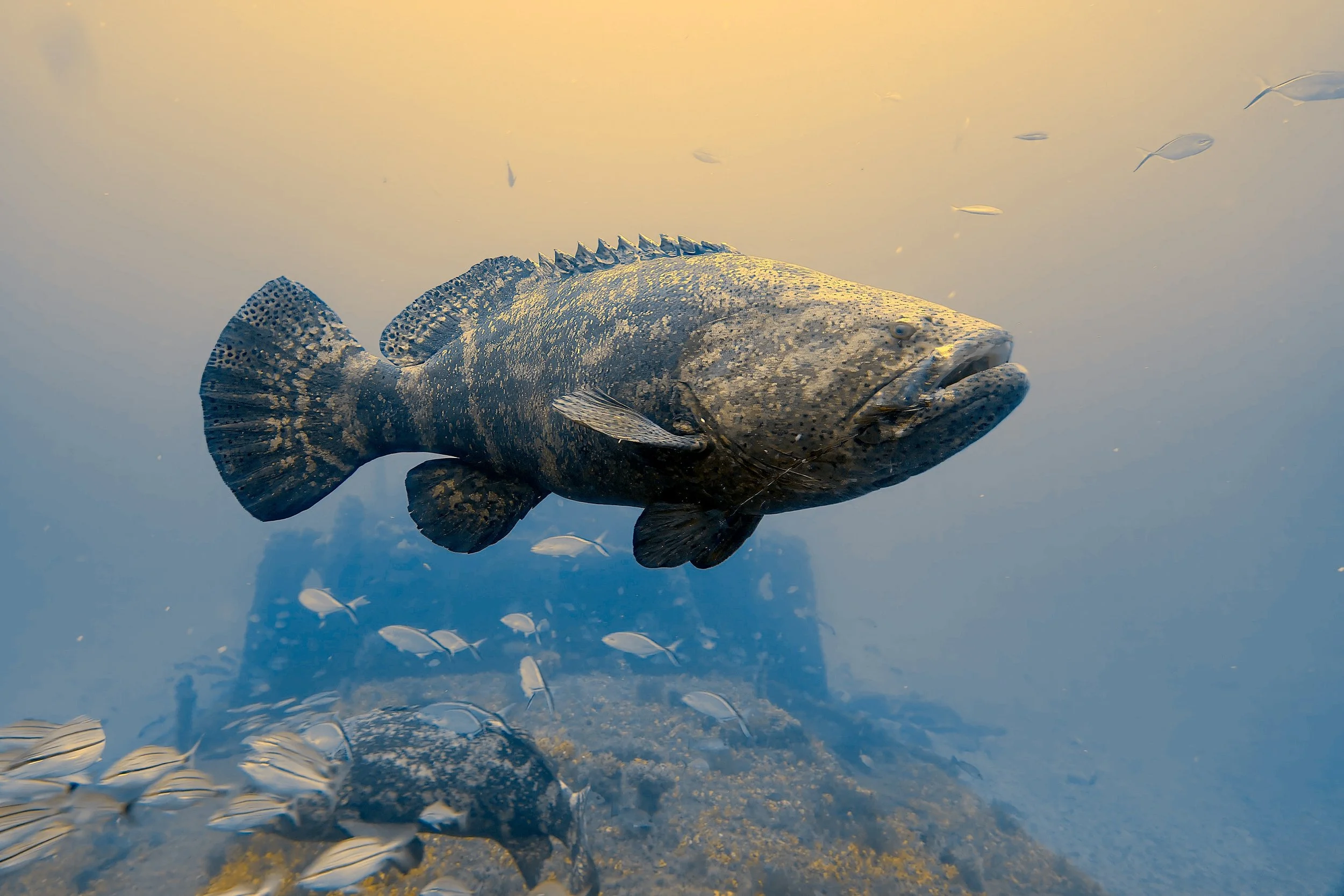goliath grouper s14