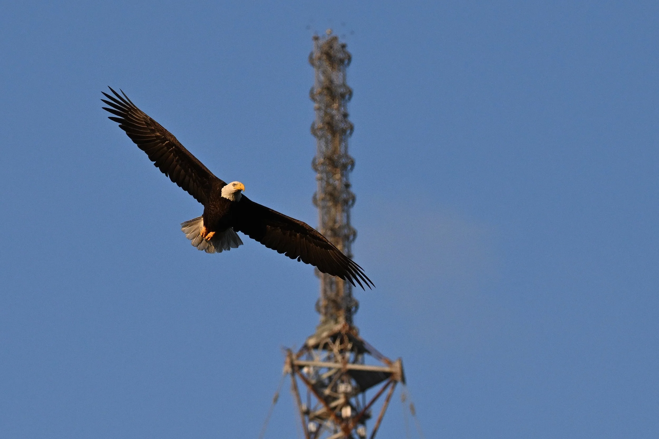 bald eagle A08