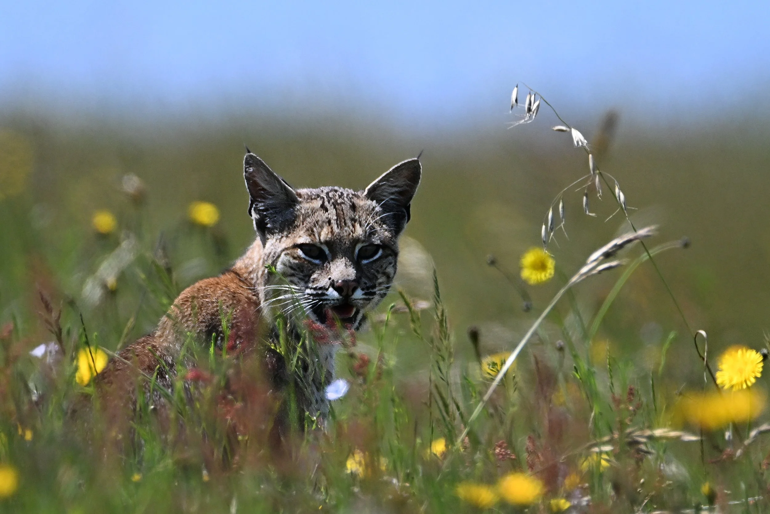 bobcat L02