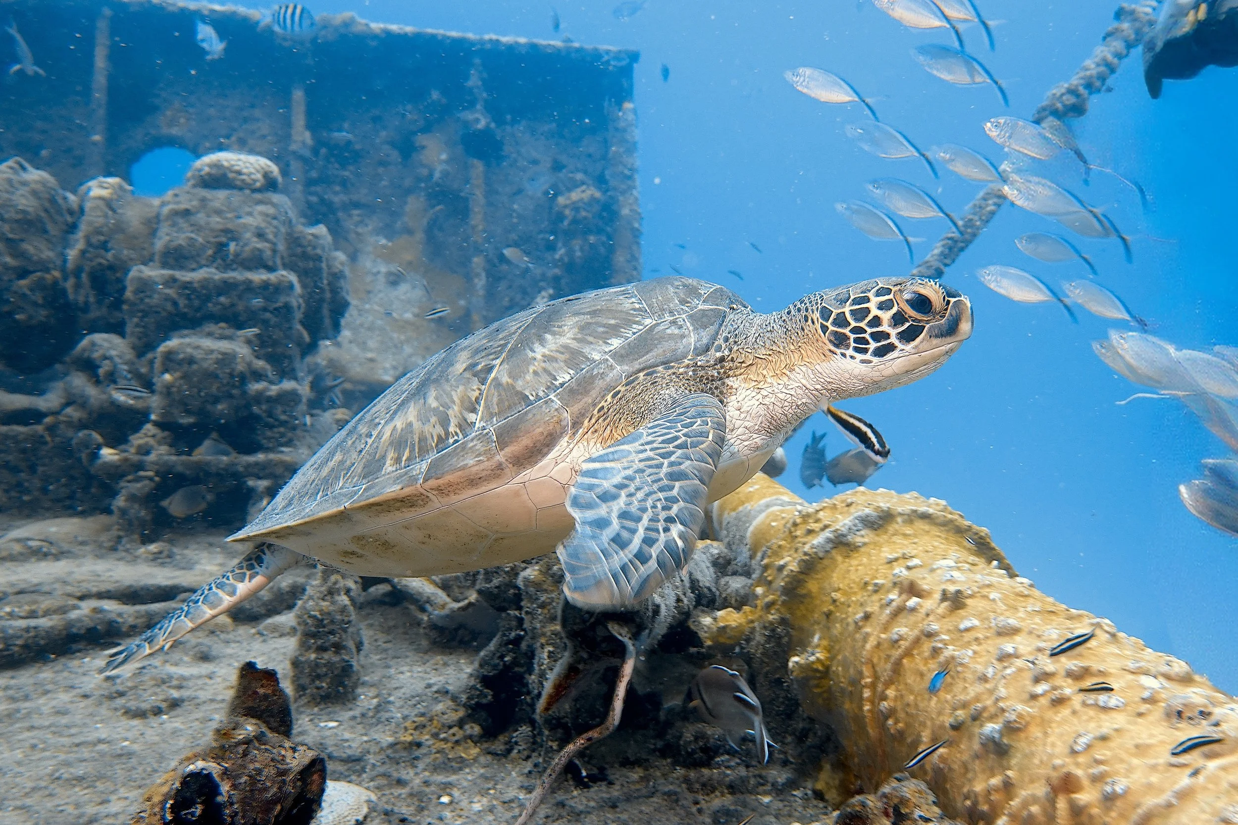 green turtle s05