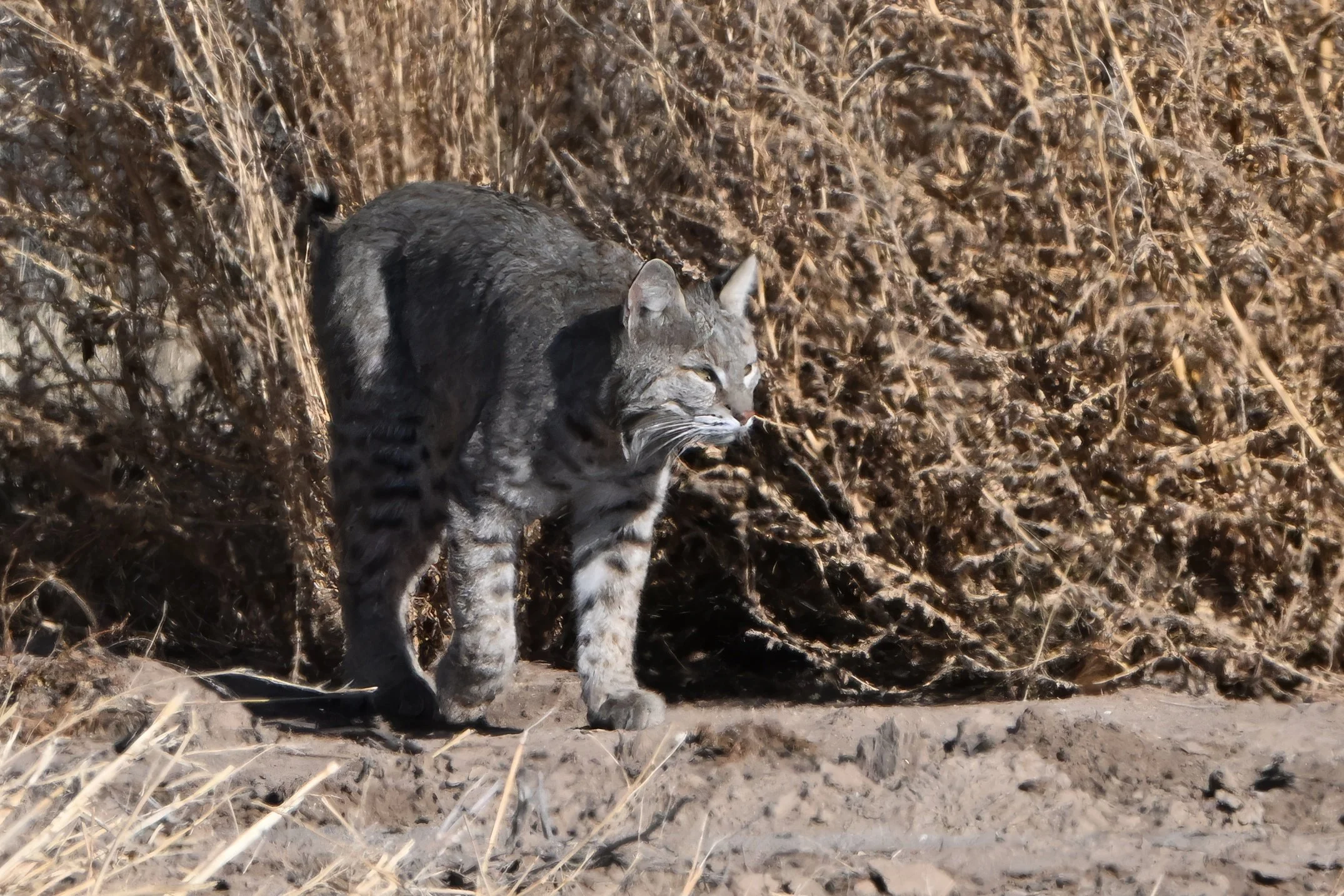 bobcat L06