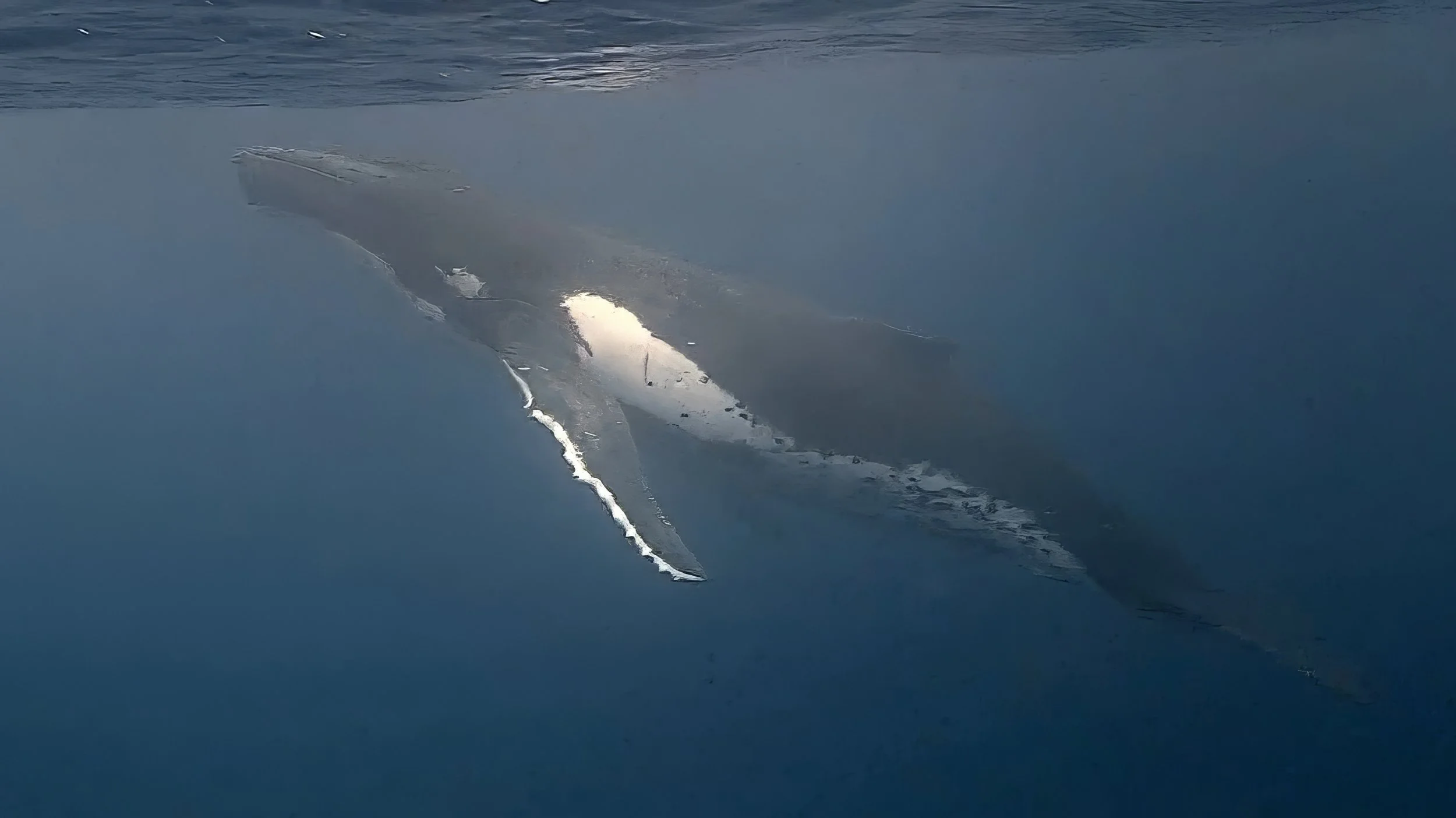 humpback whale s11