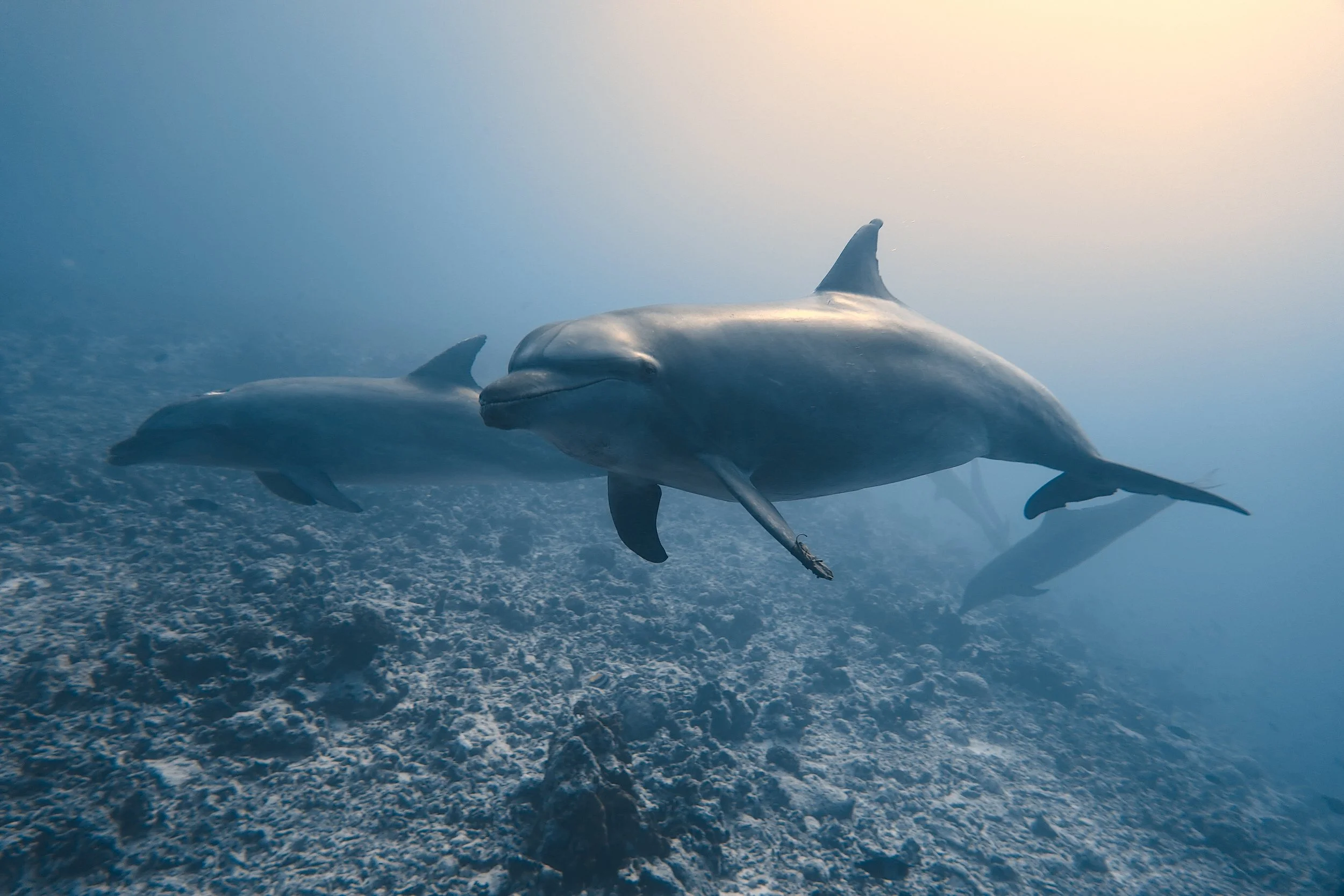 bottlenose dolphin s12