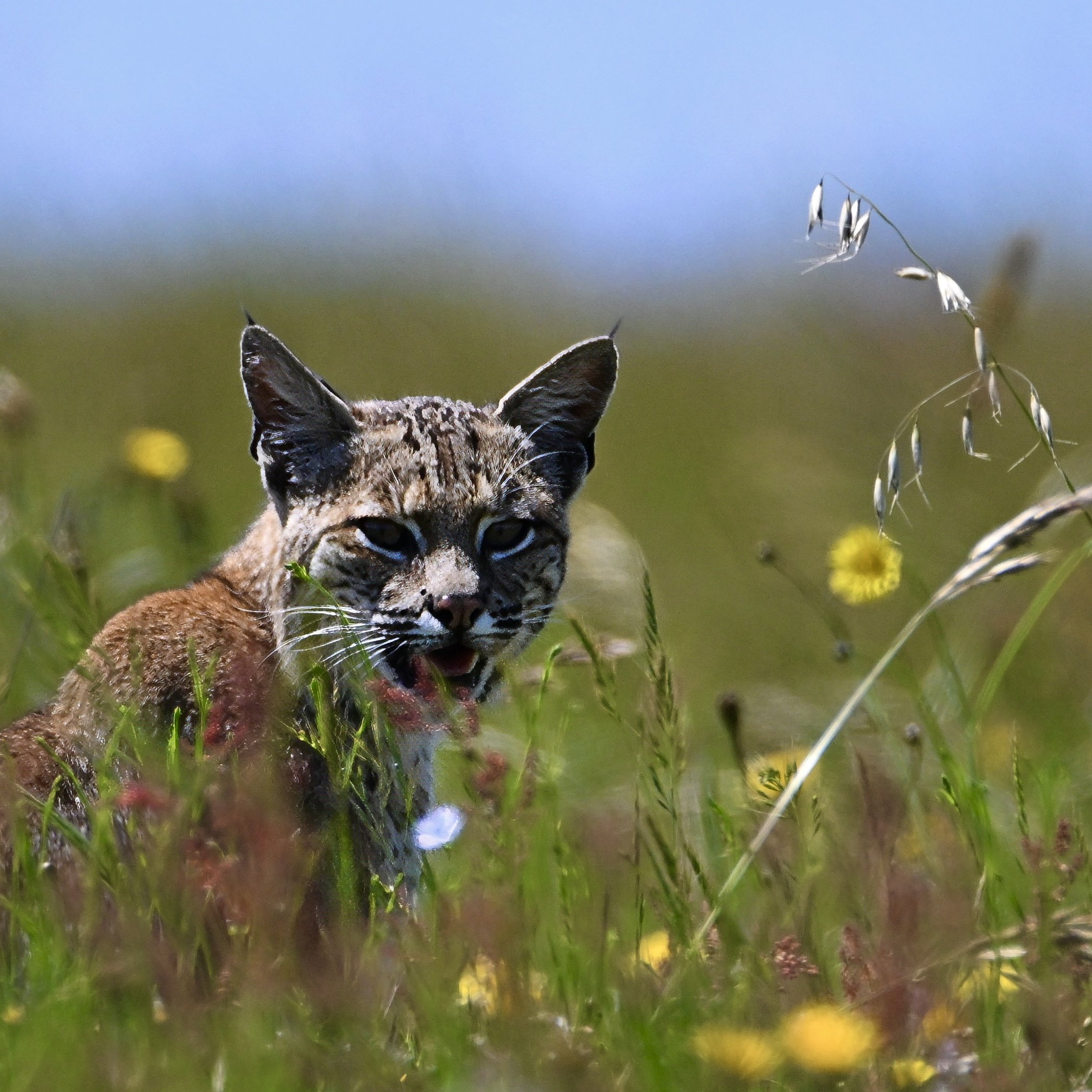 Bobcat (aka Red Lynx) in Point Reyes National Seashore, California