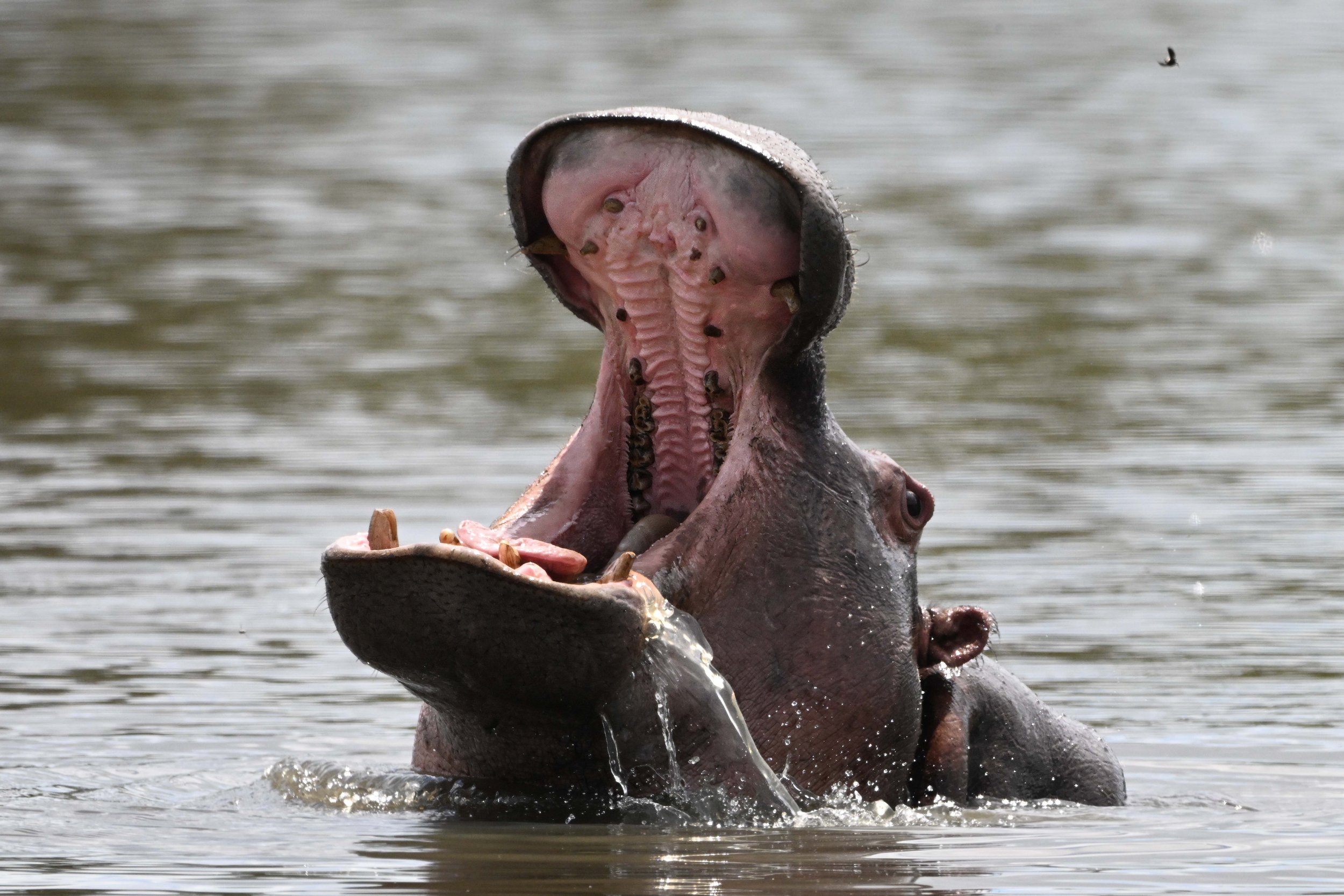 arathusa hippo L18