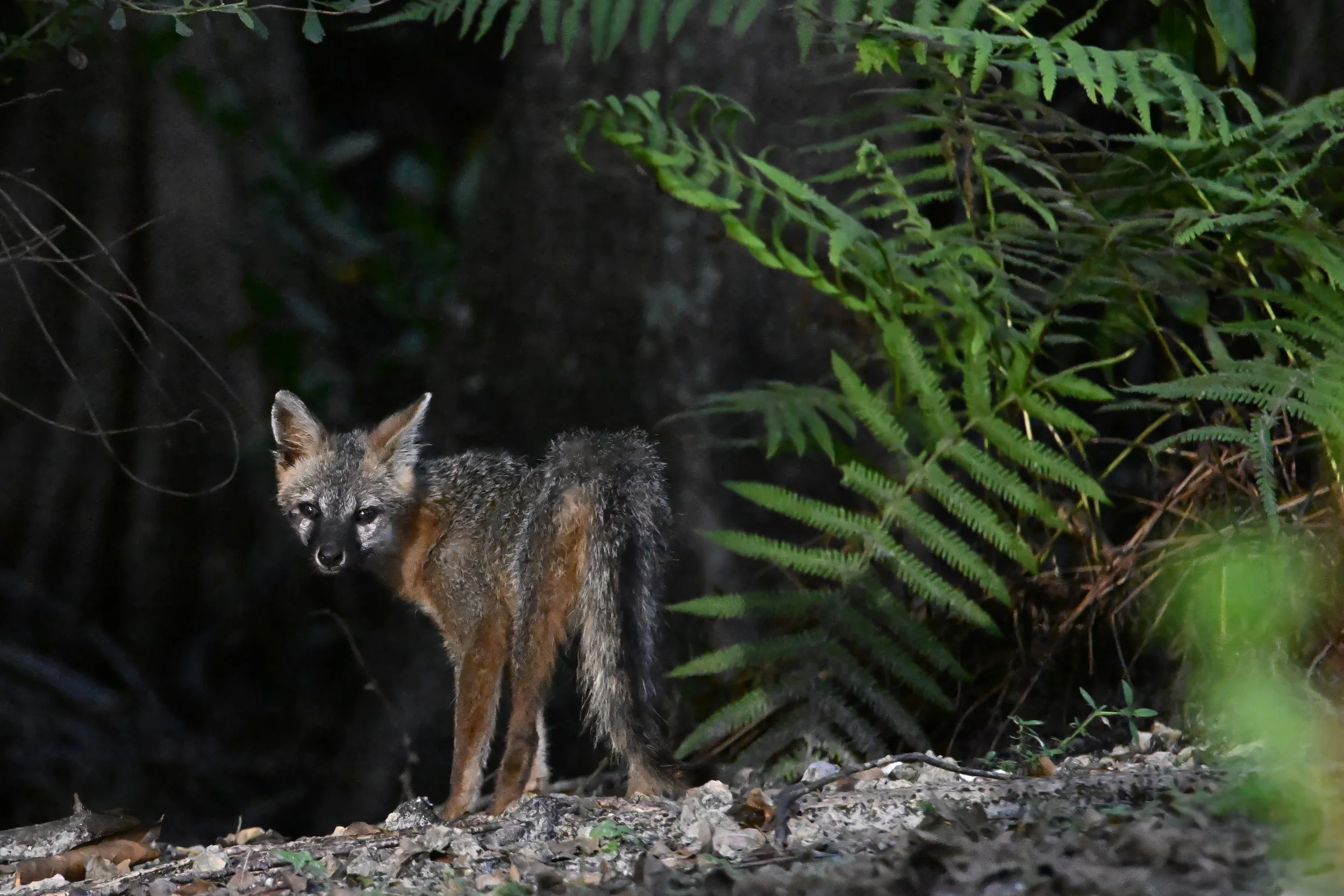 grey fox L04