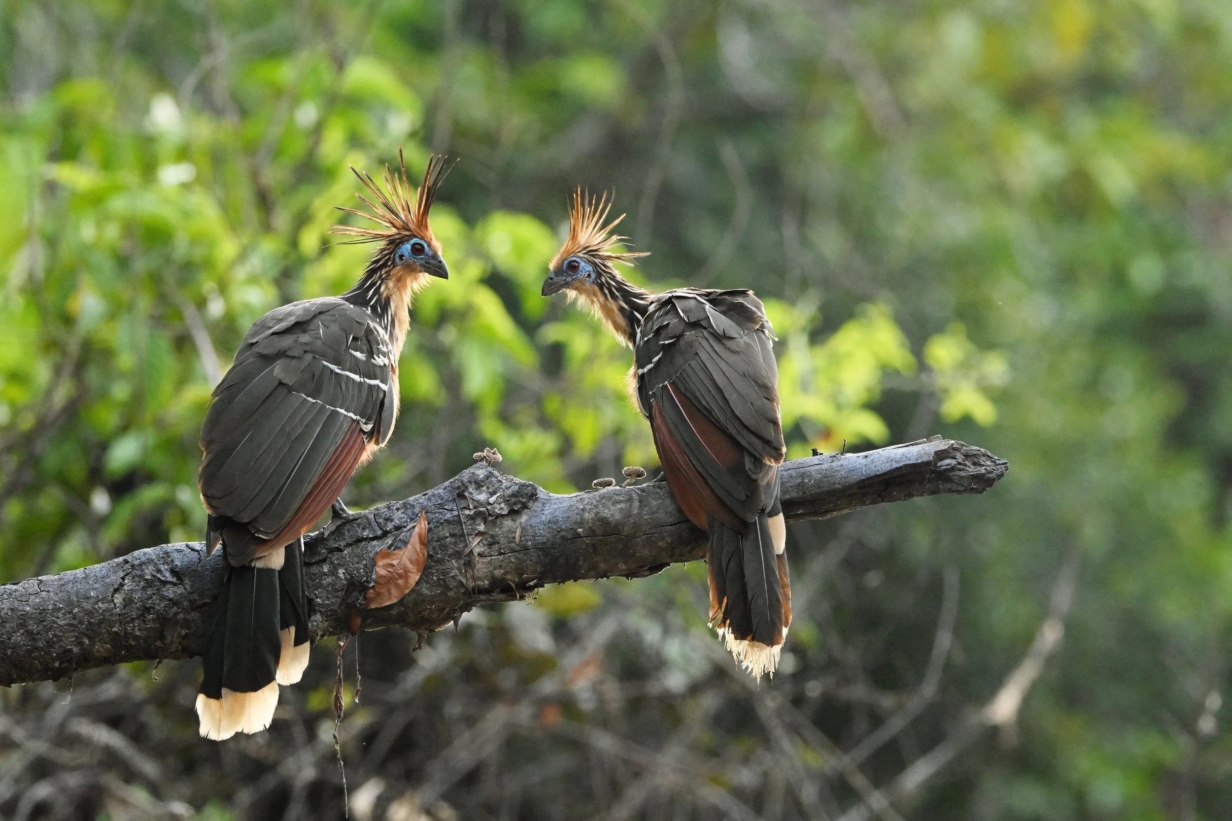 hoatzin A14