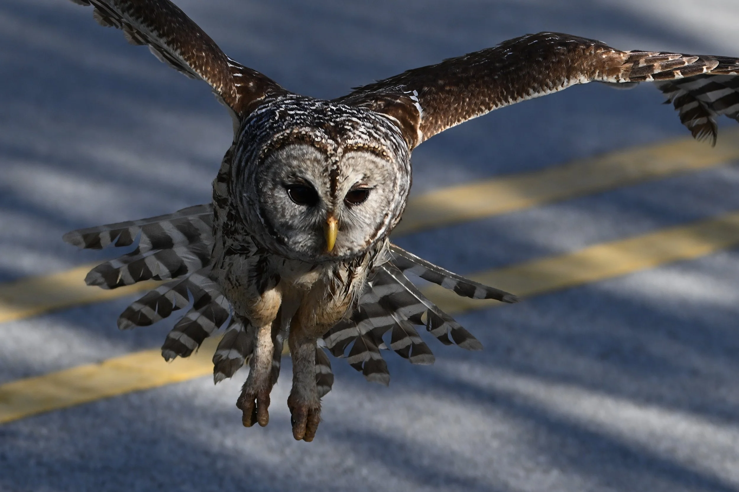 barred owl A03