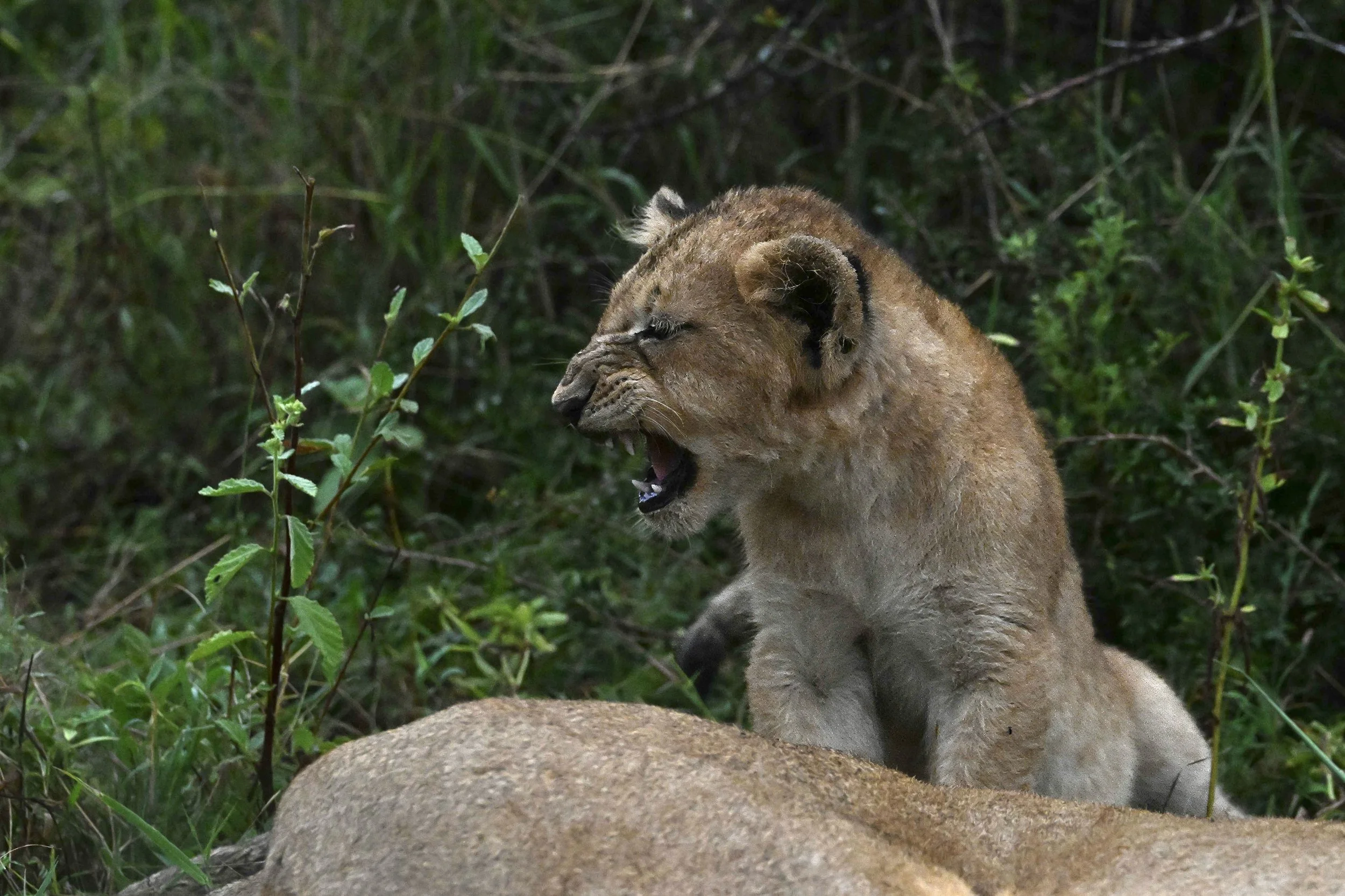 lion cub L17