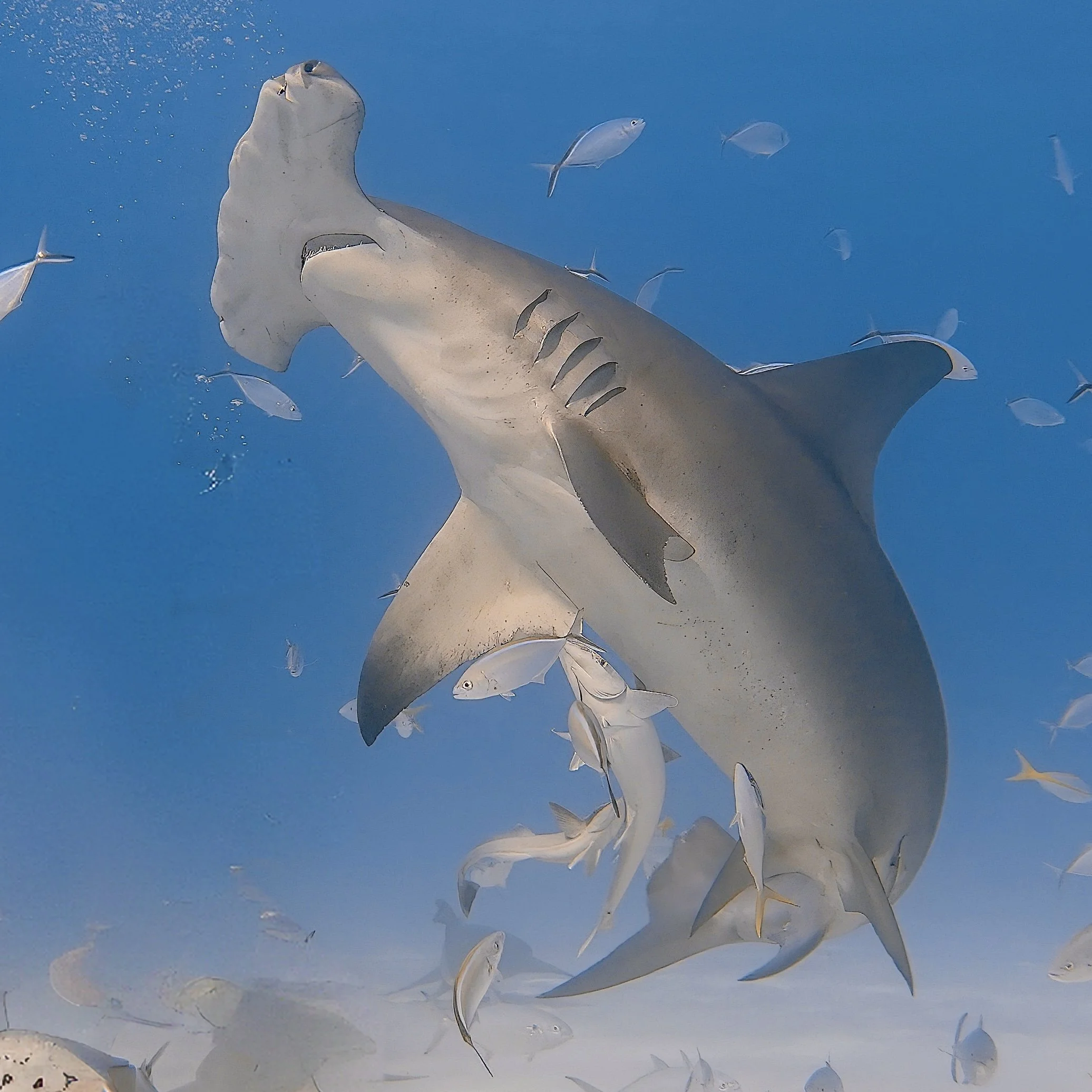 Great Hammerhead Shark in Bimini, The Bahamas