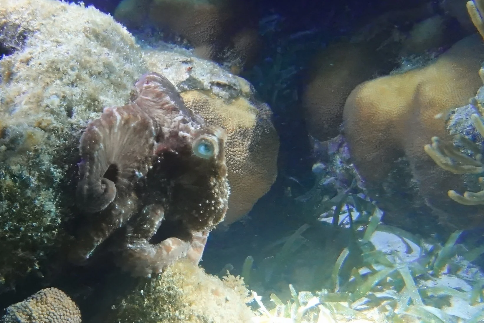 reef octopus s07