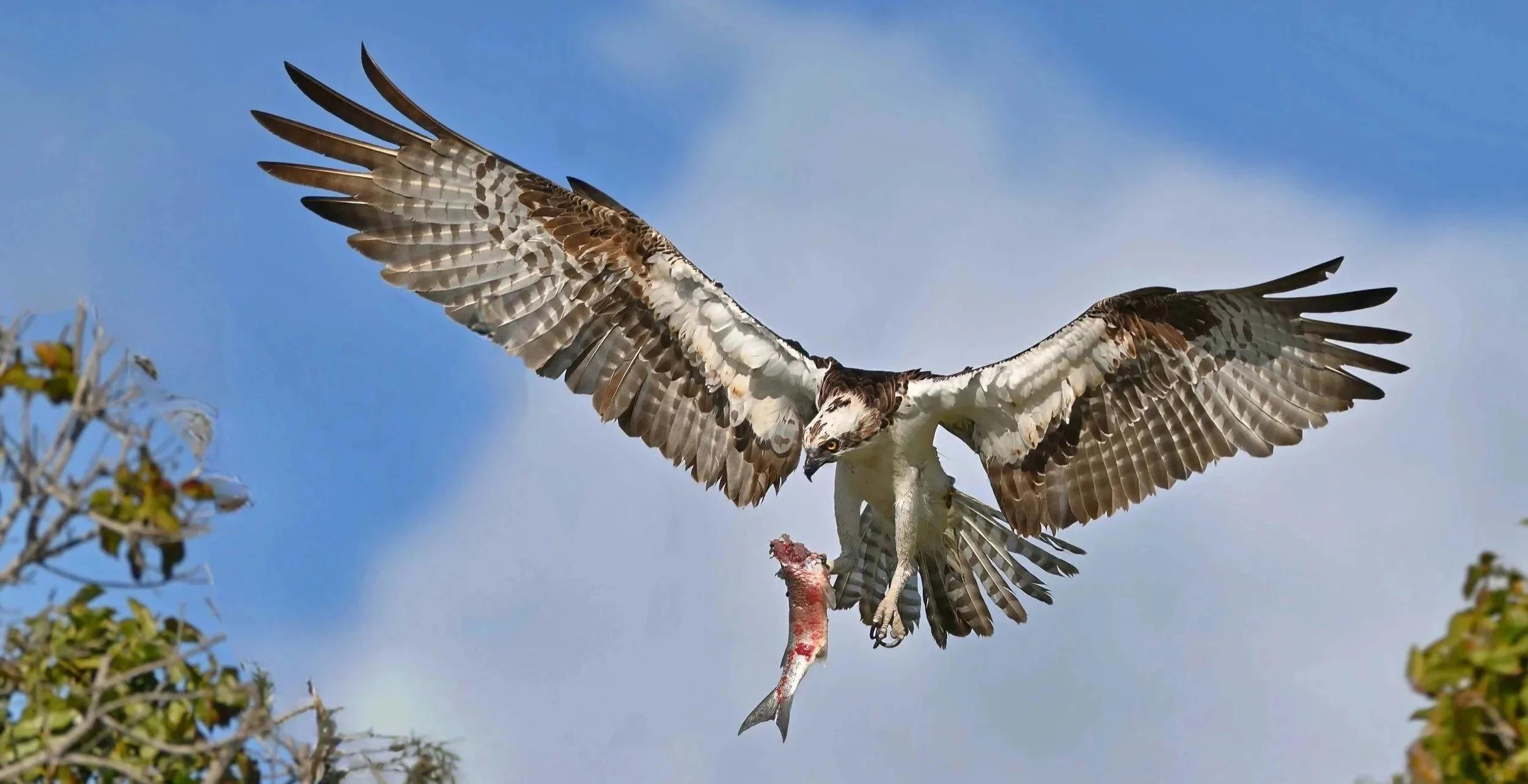 Osprey in the Florida Everglades, fishing for his youngsters