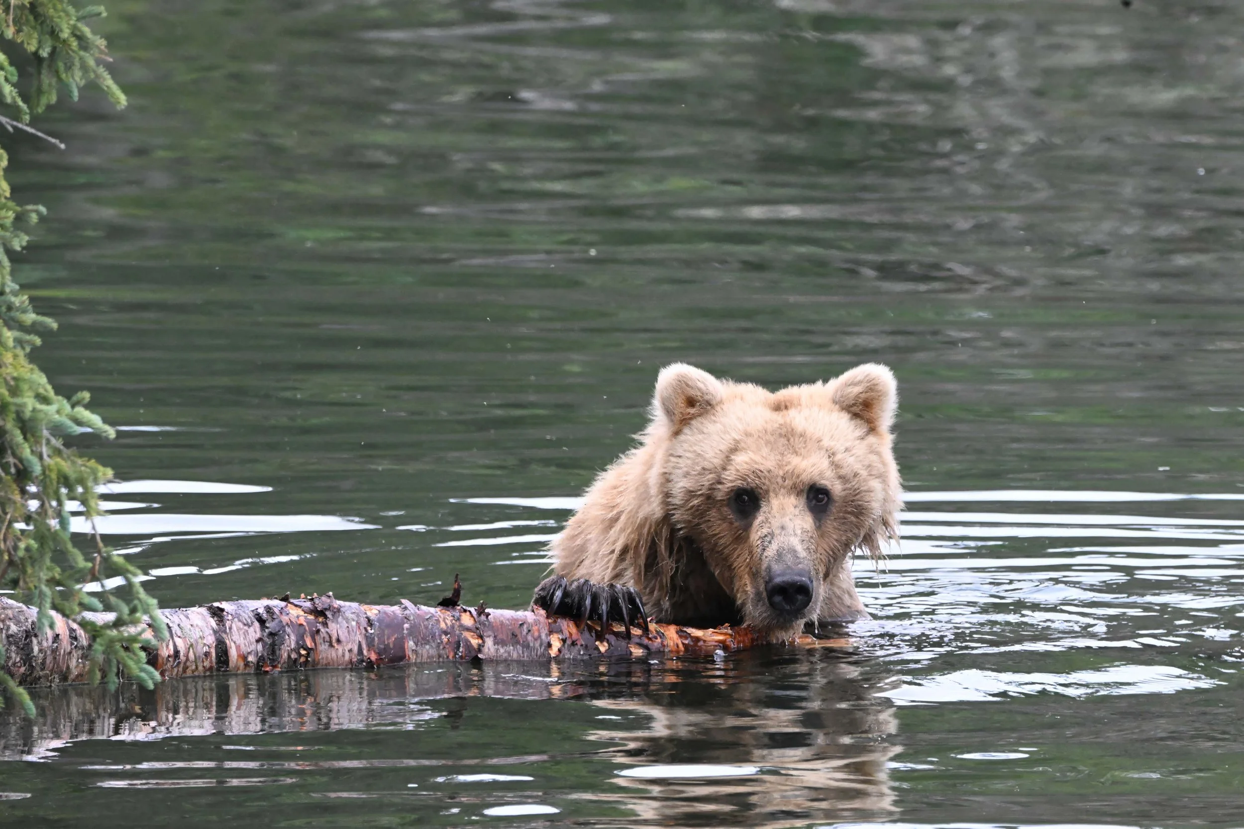 grizzly bear L14