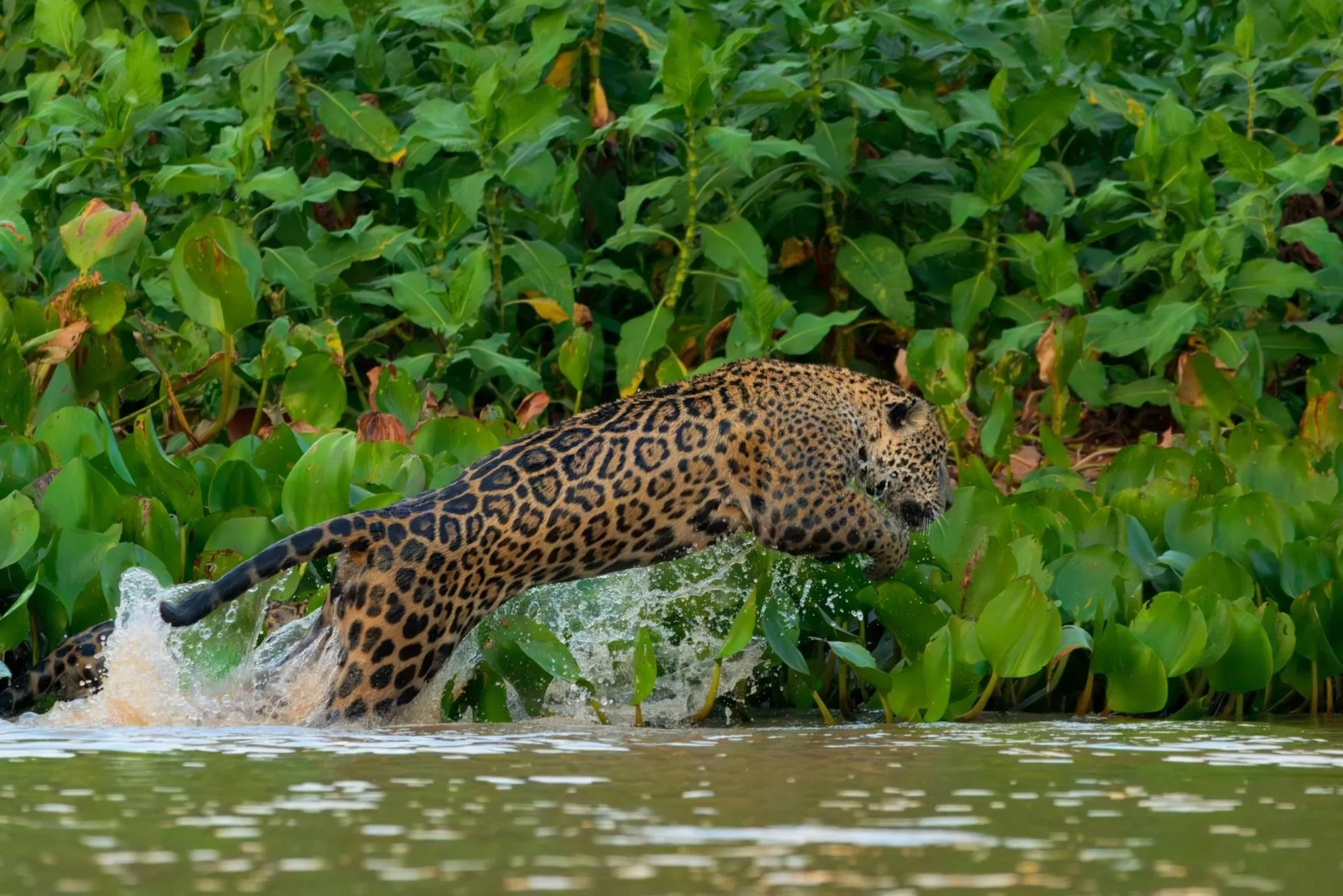 jaguar l04