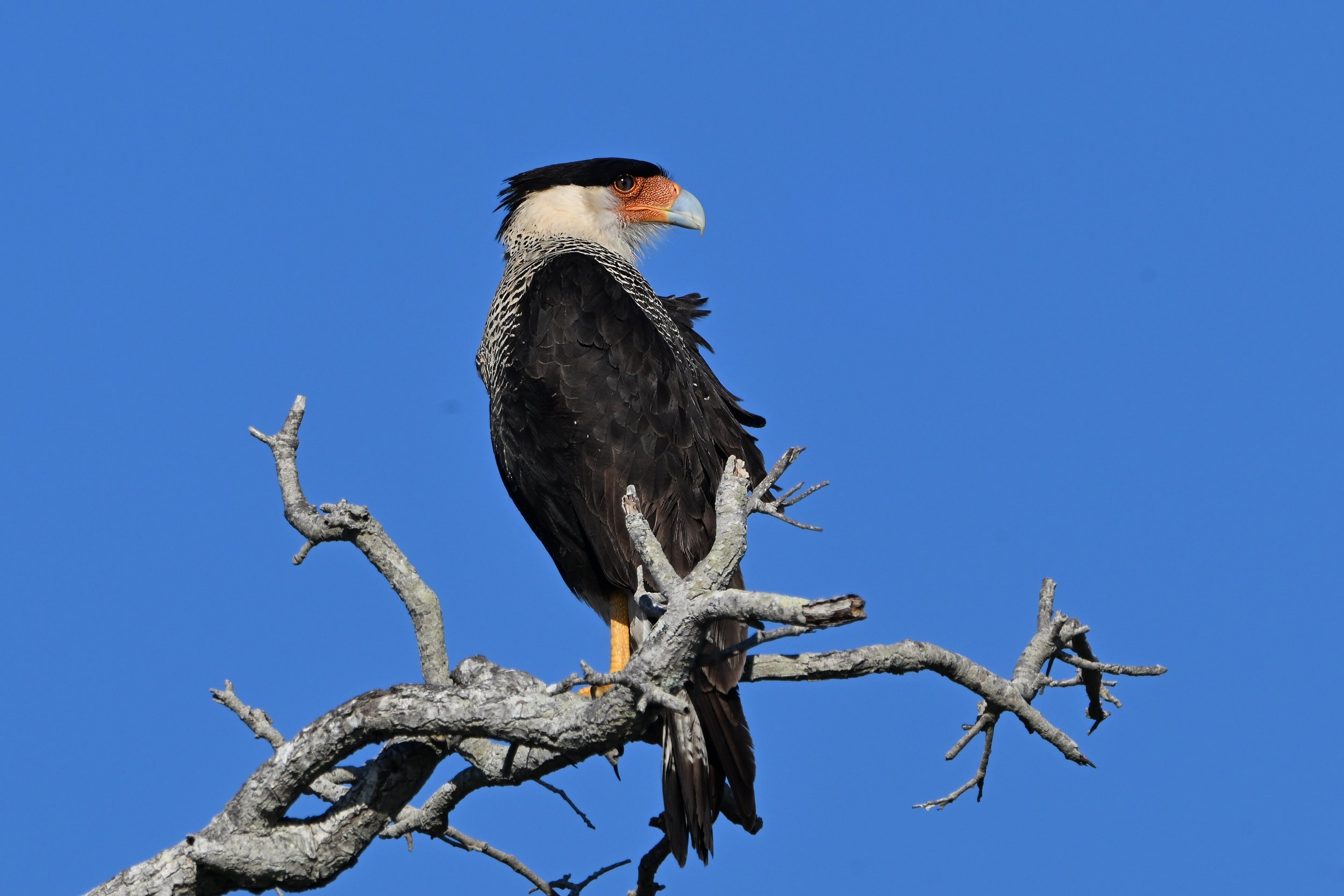 crested caracara A06