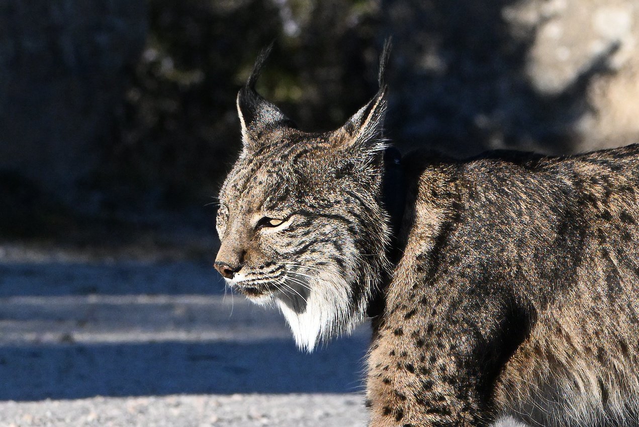 iberian lynx L09