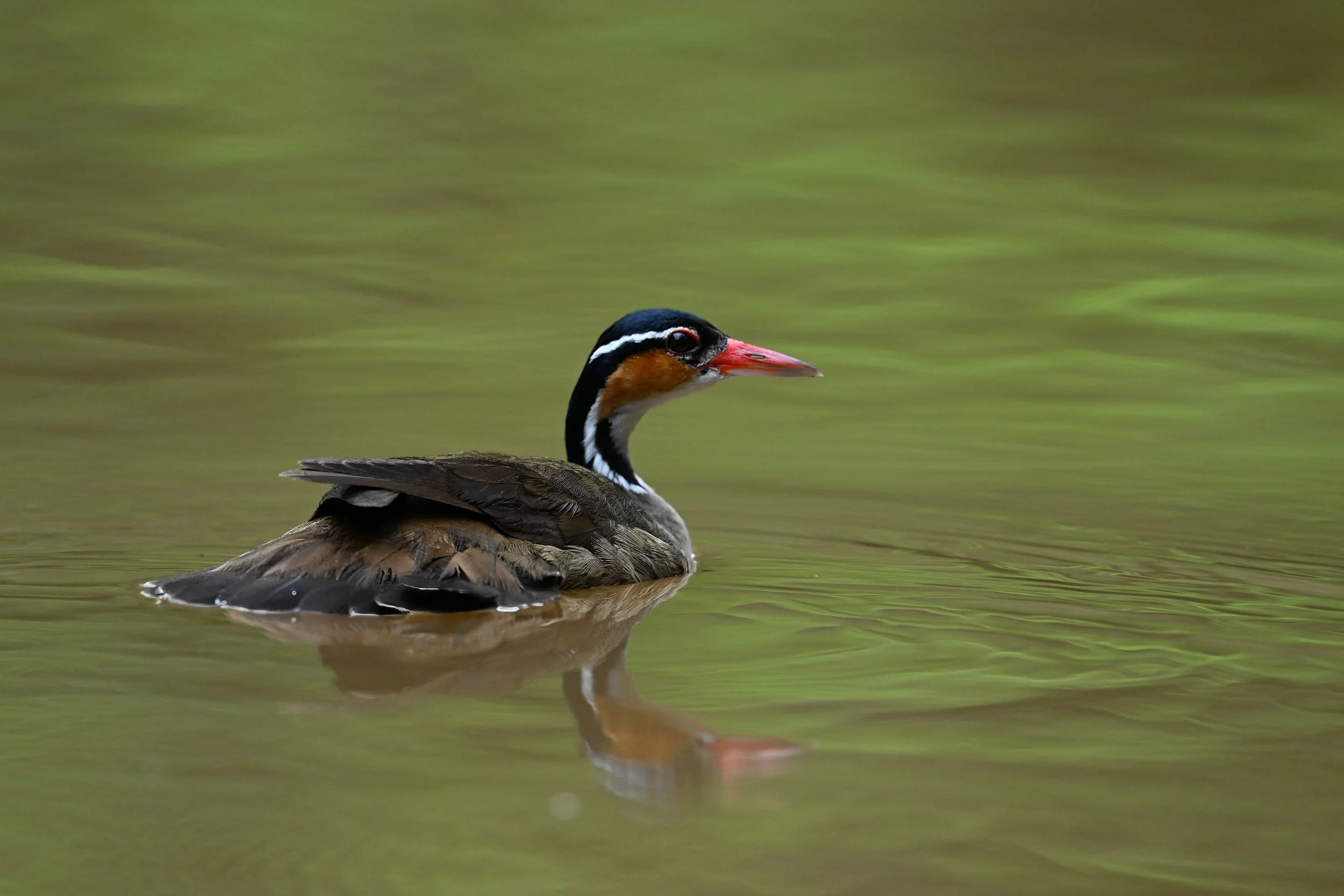sun grebe A12