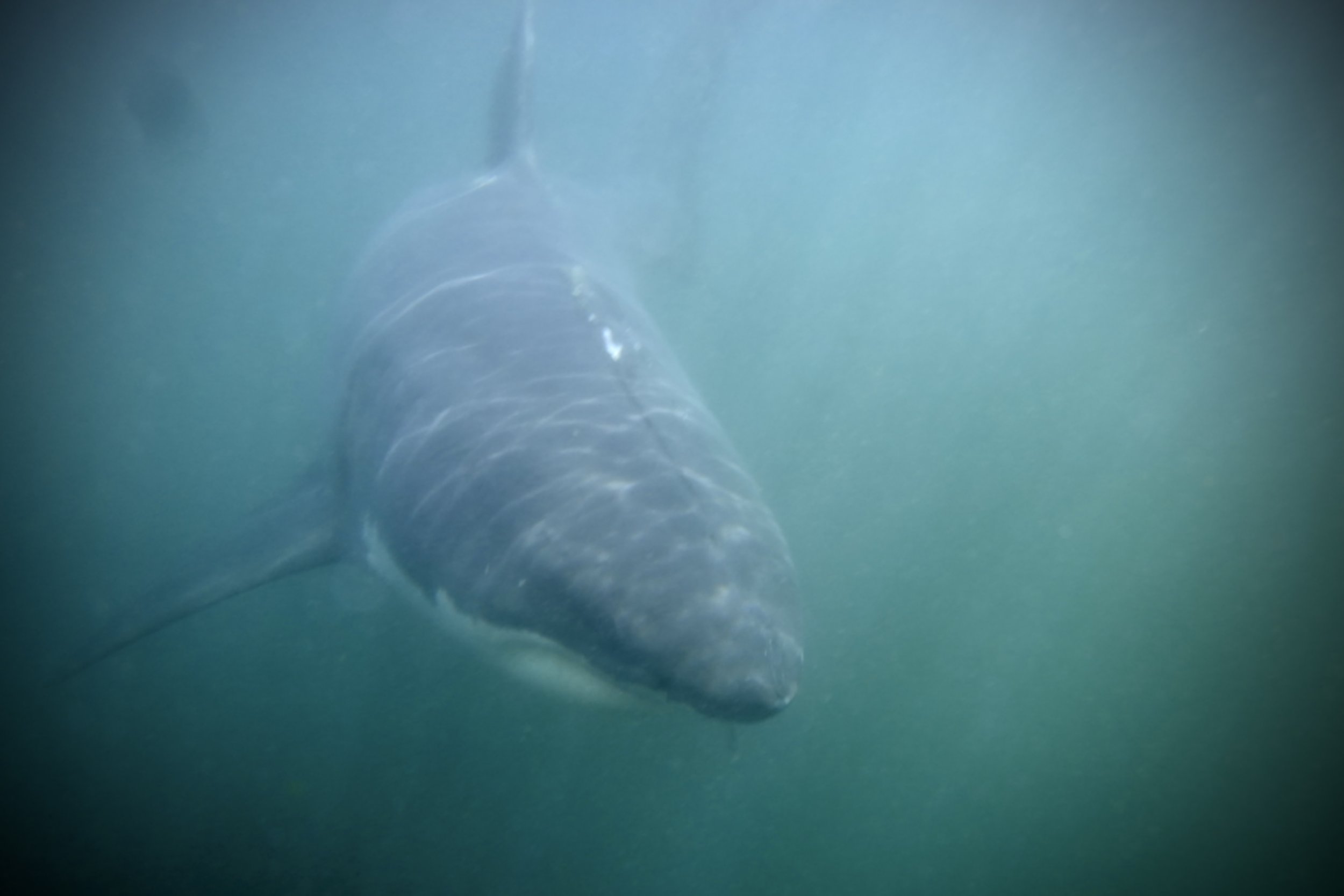 great white shark s08