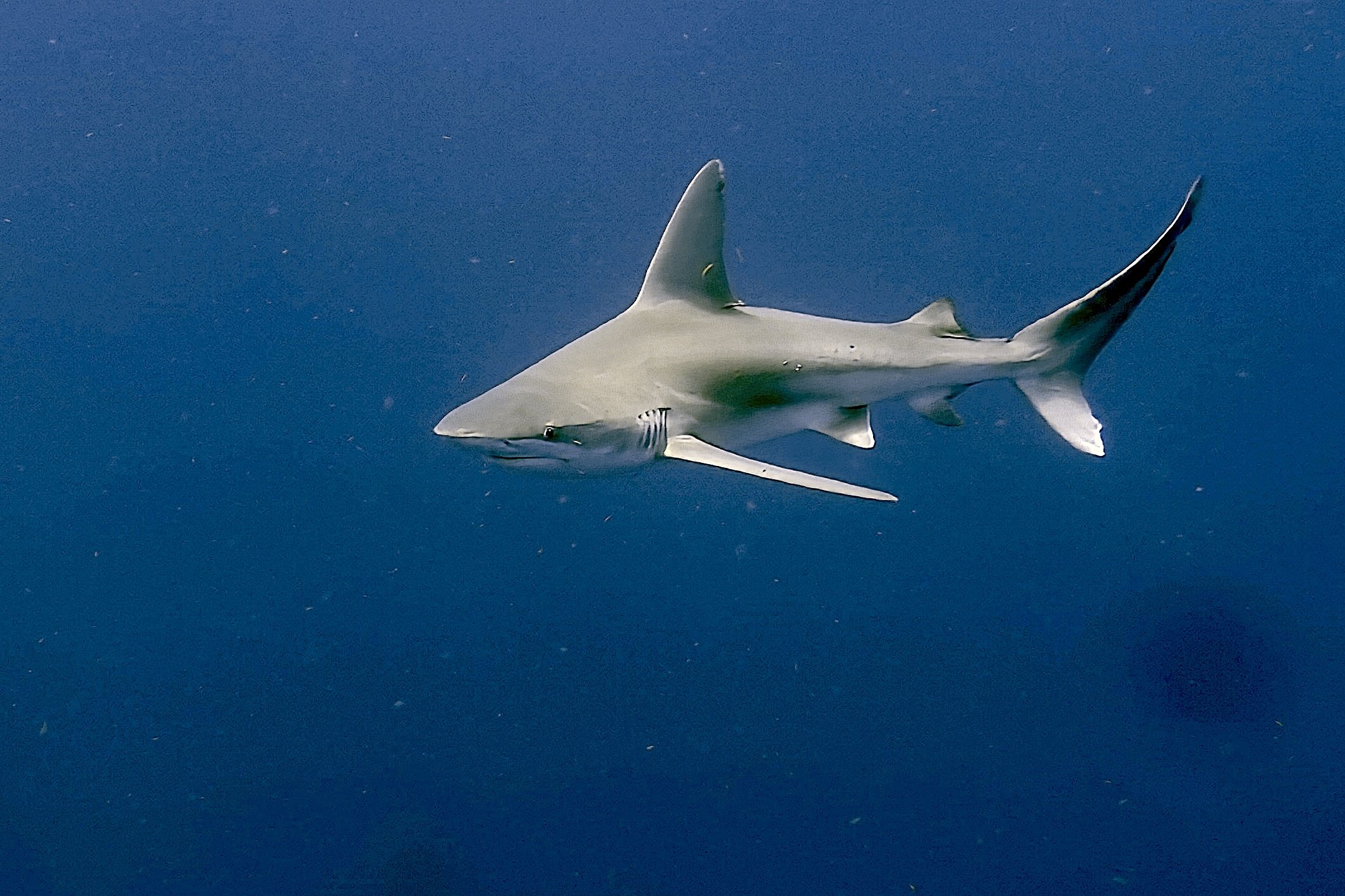 sandbar shark s06